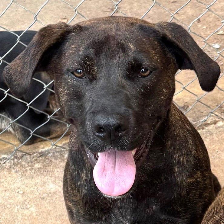 Hercules, a Adoptable Hound in Carrollton, GA image 3/3