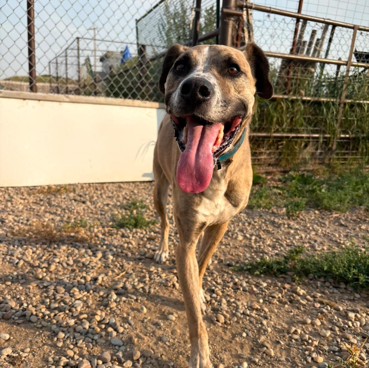Enlarge Milo, a Adoptable mixed breed in Crossfield, AB image 1/6