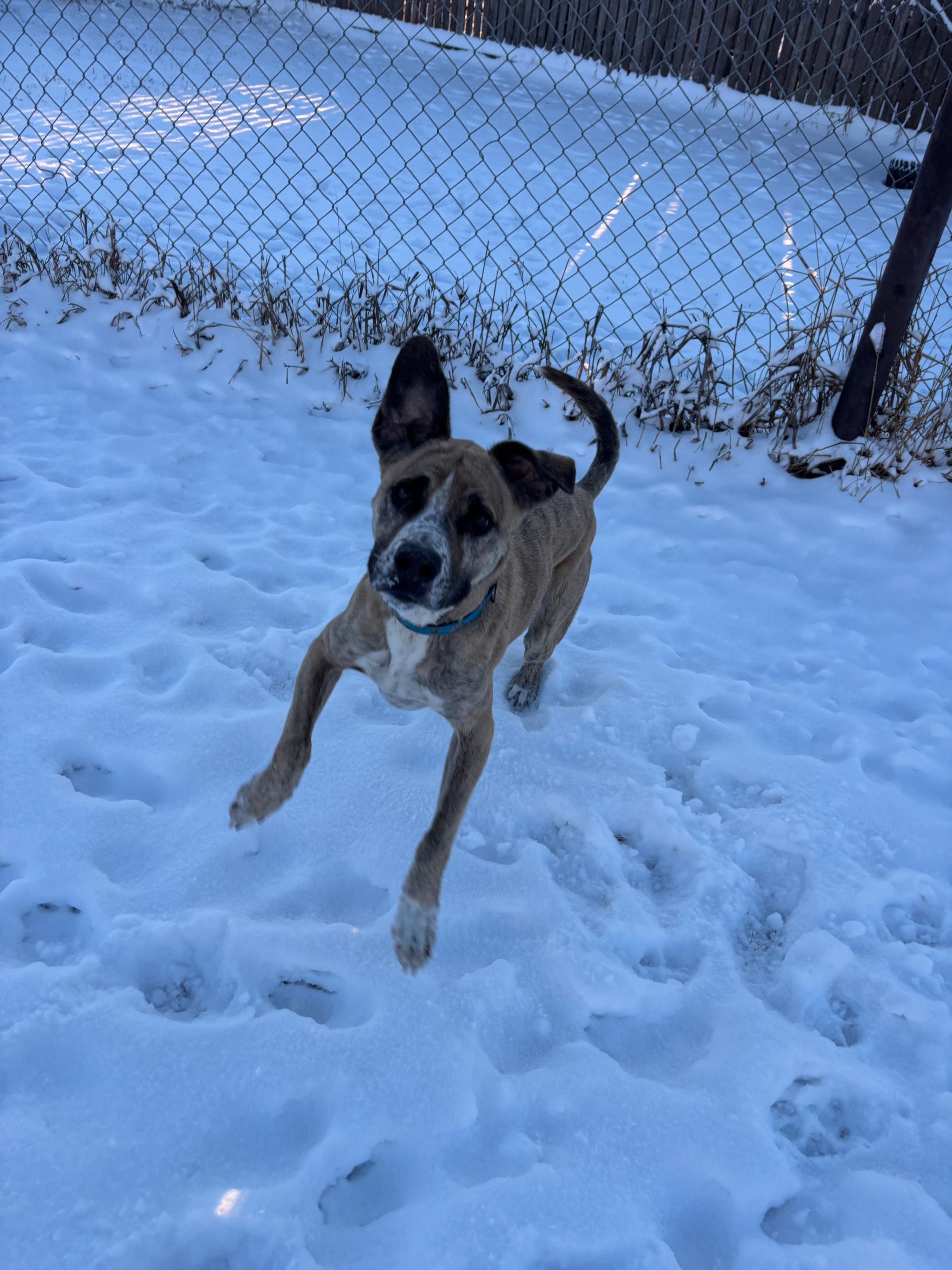 Enlarge Milo, a Adoptable mixed breed in Crossfield, AB image 4/6