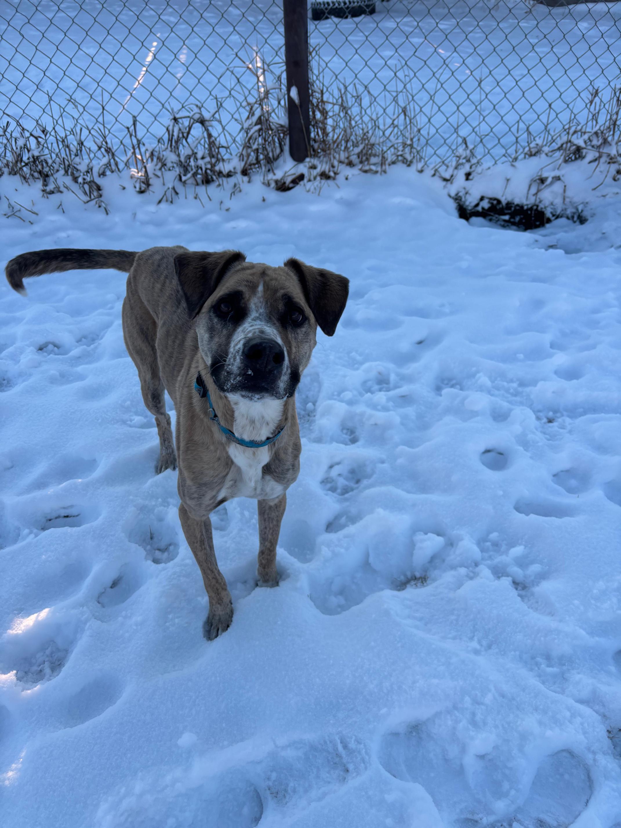 Enlarge Milo, a Adoptable mixed breed in Crossfield, AB image 6/6
