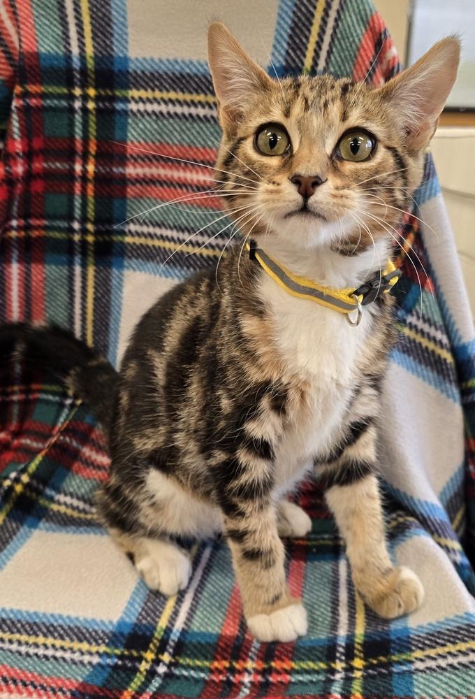 Catrina, Adopted, Young Female Tabby.