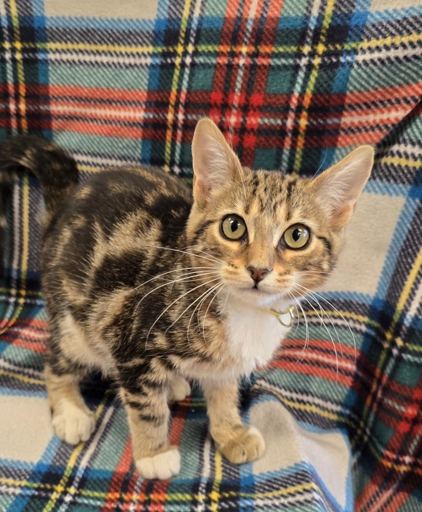Enlarge Catrina, a Adopted mixed breed in Dickson, TN image 2/2