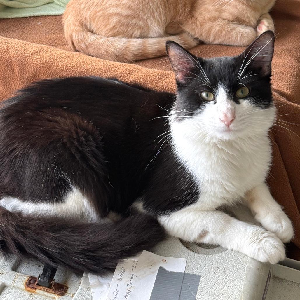 Enlarge Panda - Barn Cat!, a Adoptable Domestic Medium Hair in Morrisville, VT image 1/3