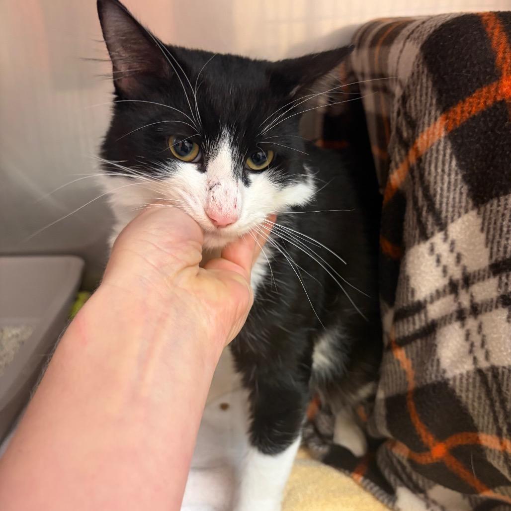 Enlarge Panda - Barn Cat!, a Adoptable Domestic Medium Hair in Morrisville, VT image 2/3