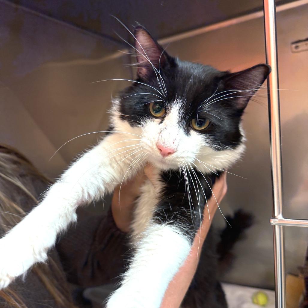 Enlarge Panda - Barn Cat!, a Adoptable Domestic Medium Hair in Morrisville, VT image 3/3