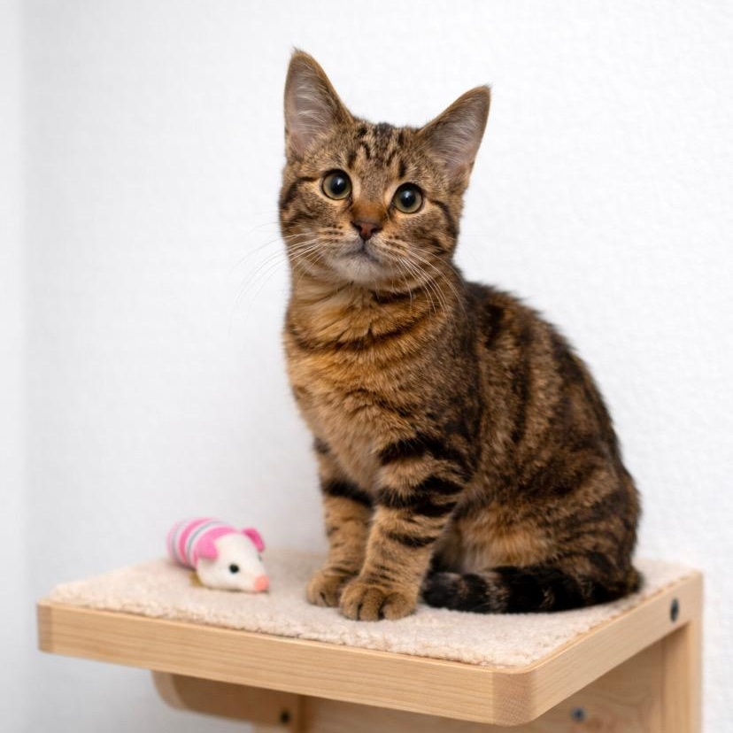 Enlarge Zora, a Adoptable mixed breed in Andover, MN image 1/3