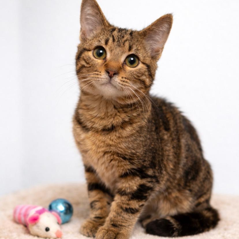 Enlarge Zora, a Adoptable mixed breed in Andover, MN image 3/3