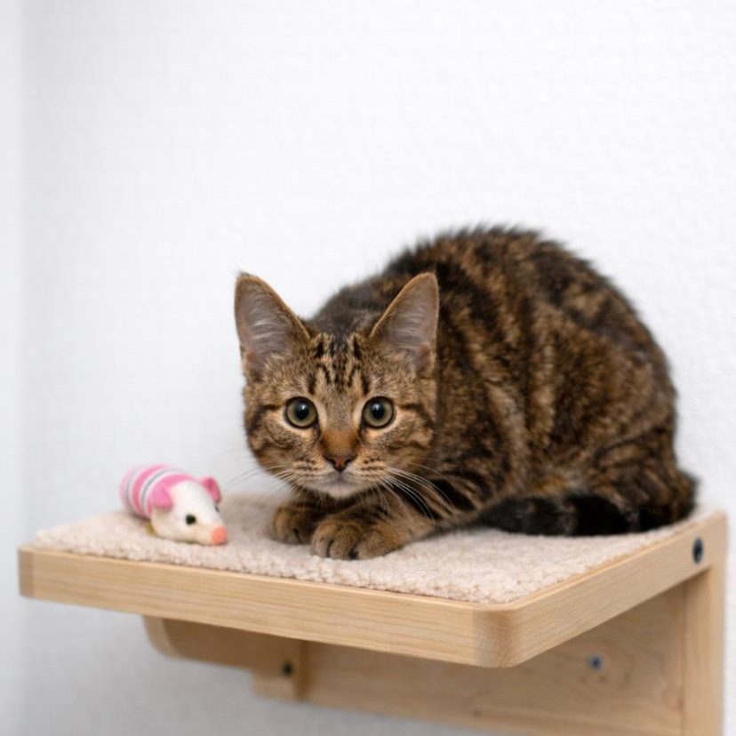 Enlarge Zora, a Adoptable mixed breed in Andover, MN image 2/3