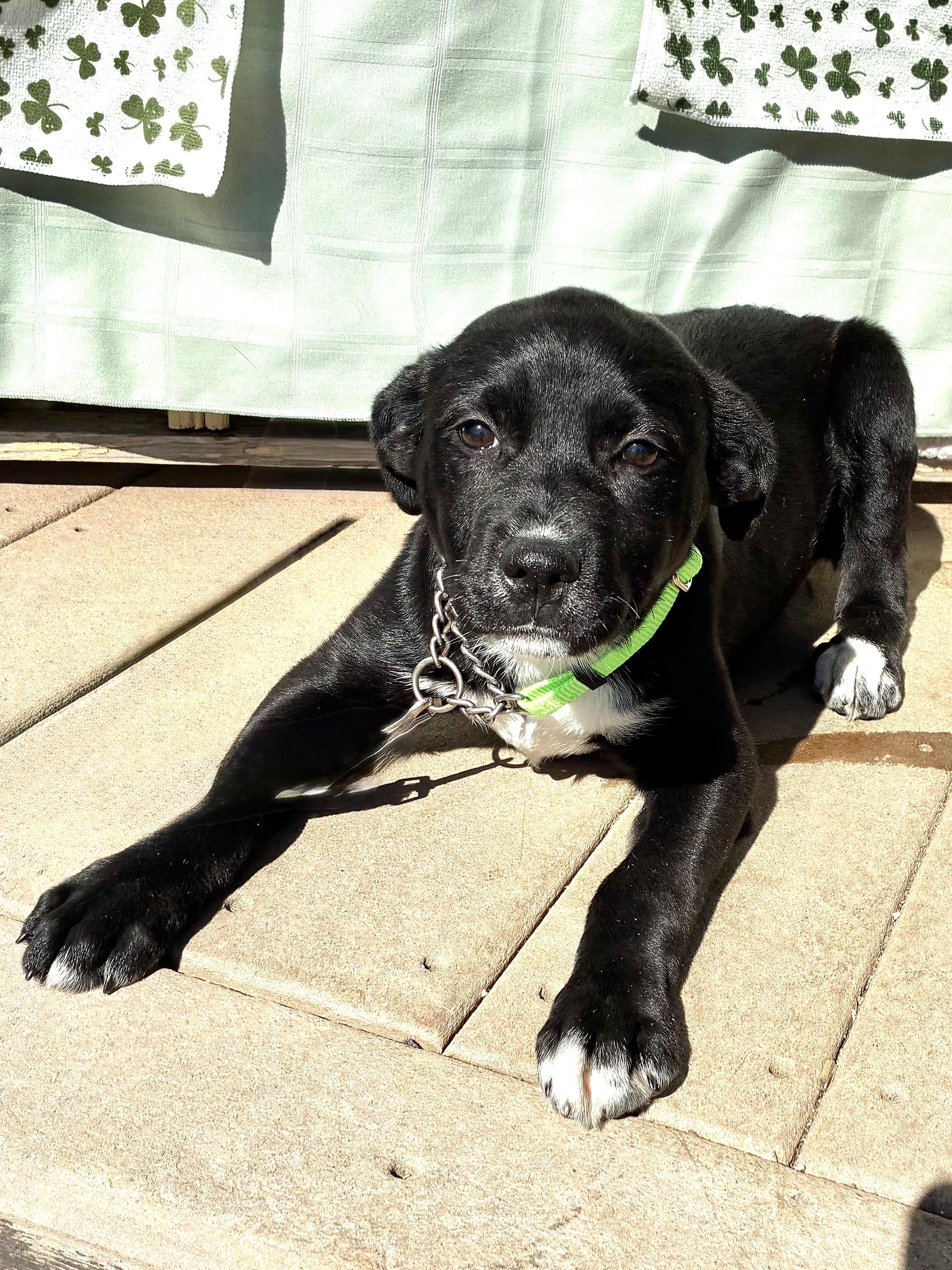 Enlarge Prudee, a Adoptable mixed breed in West Chicago, IL image 3/4