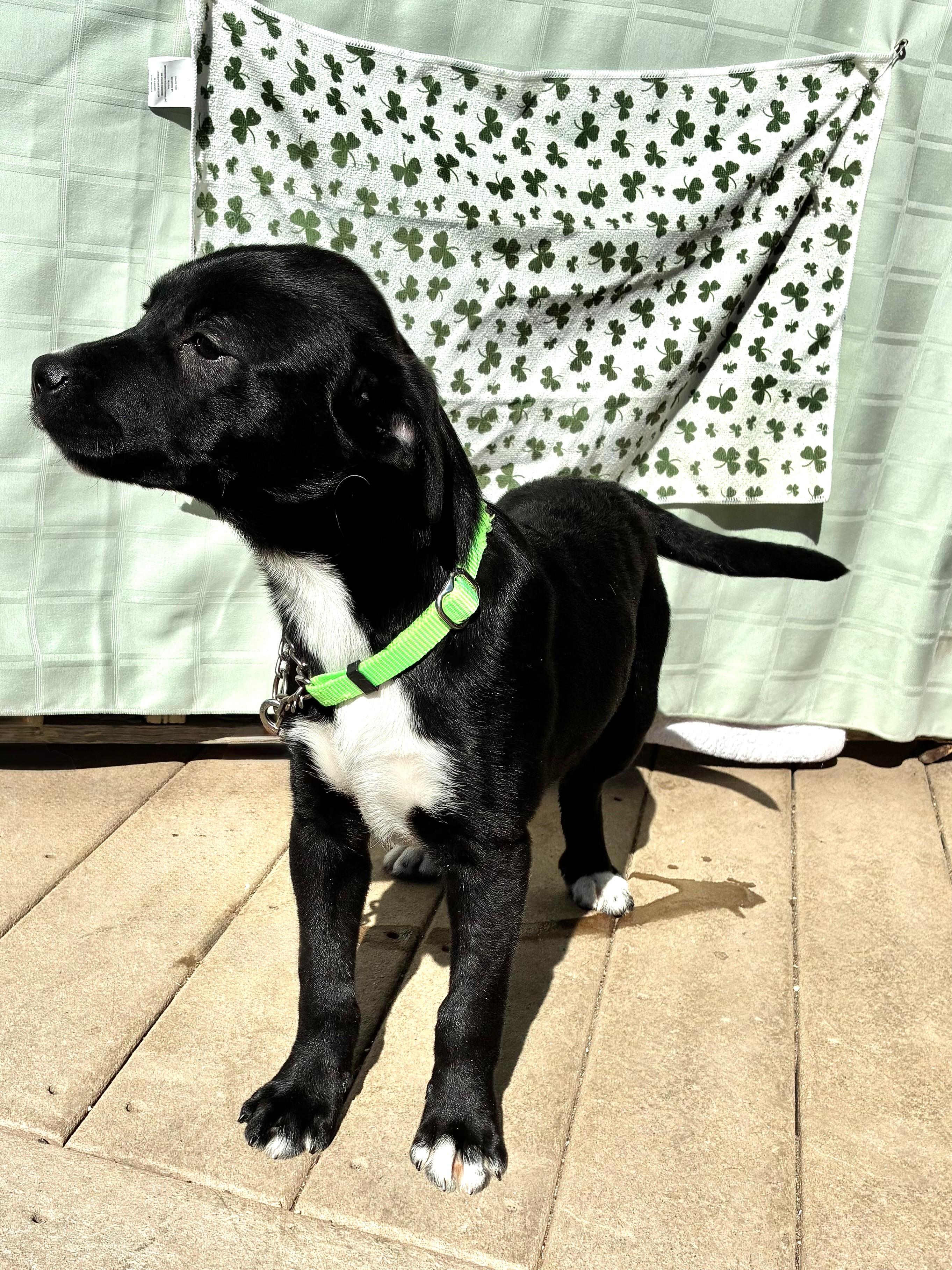 Enlarge Prudee, a Adoptable mixed breed in West Chicago, IL image 4/4