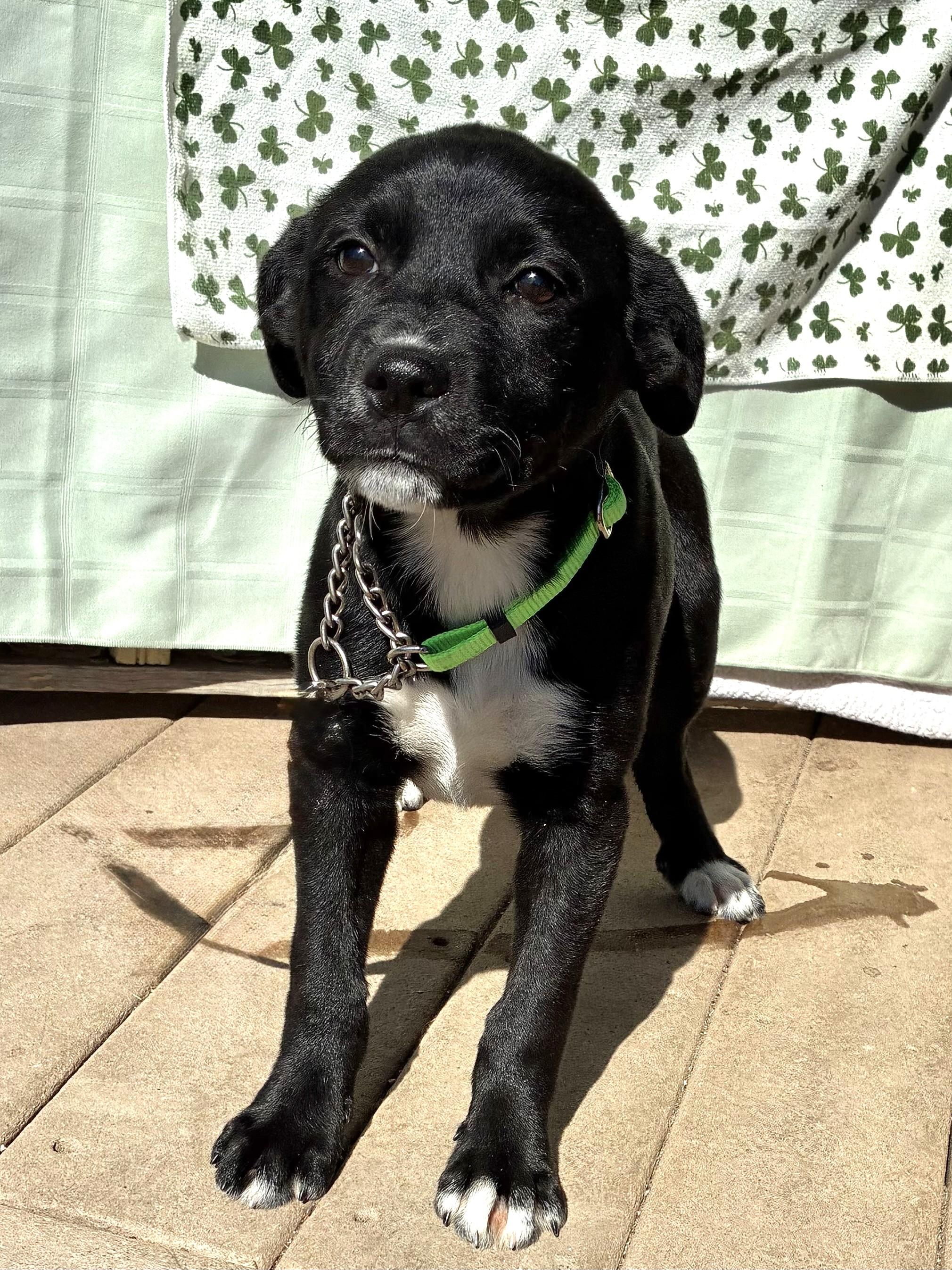 Enlarge Prudee, a Adoptable mixed breed in West Chicago, IL image 2/4