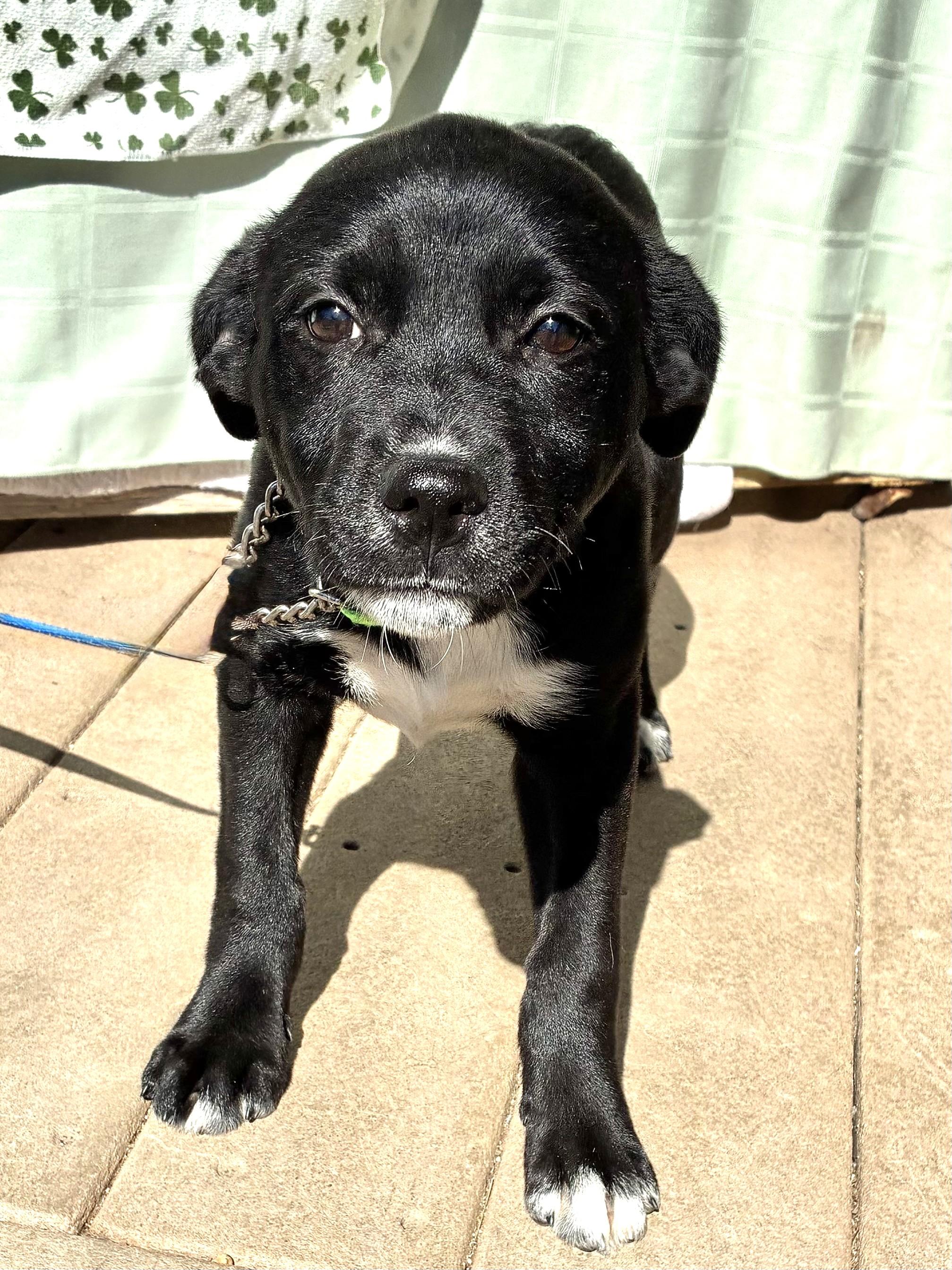 Prudee, Adoptable, Puppy Female Labrador Retriever.