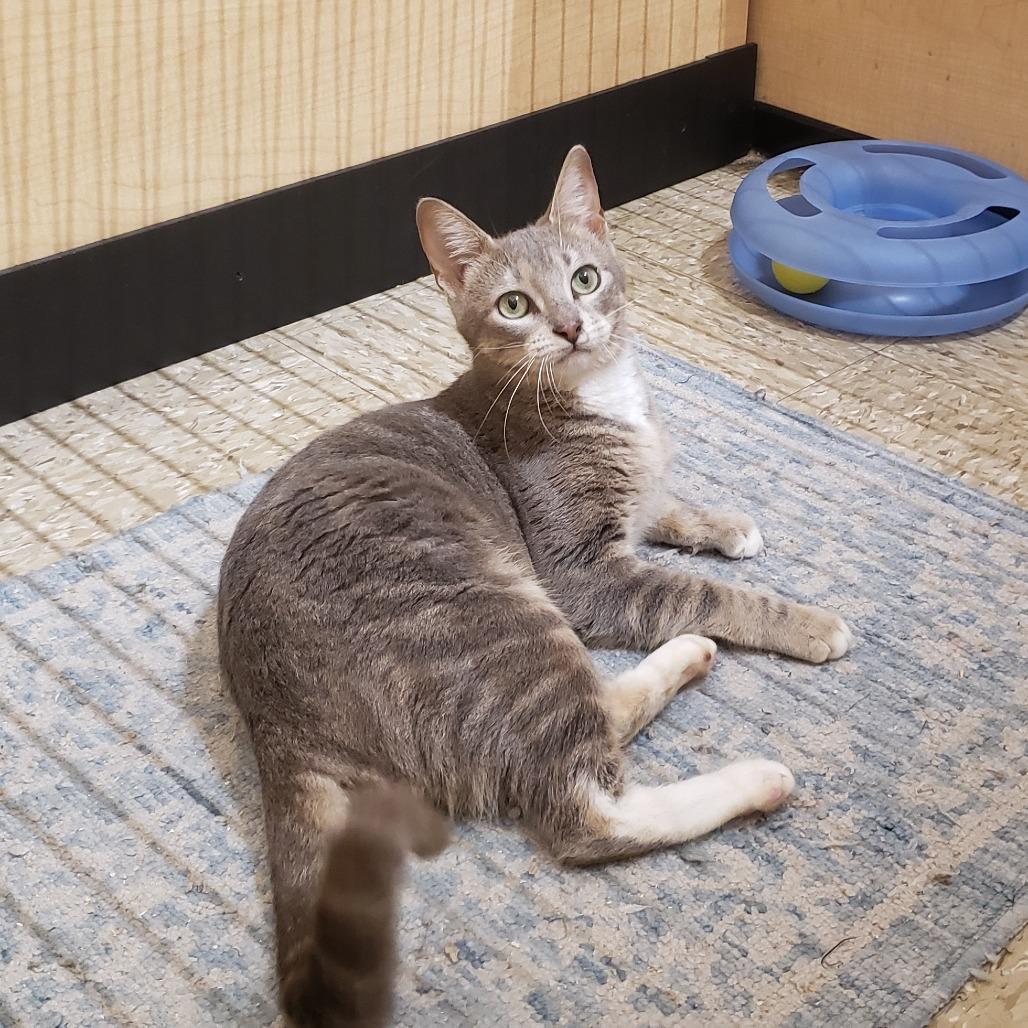 Enlarge Candy 3, a Adoptable Domestic Short Hair in Bulverde, TX image 1/4