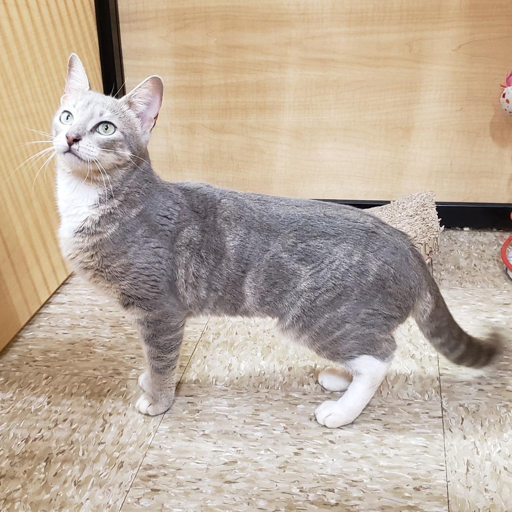 Enlarge Candy 3, a Adoptable Domestic Short Hair in Bulverde, TX image 4/4