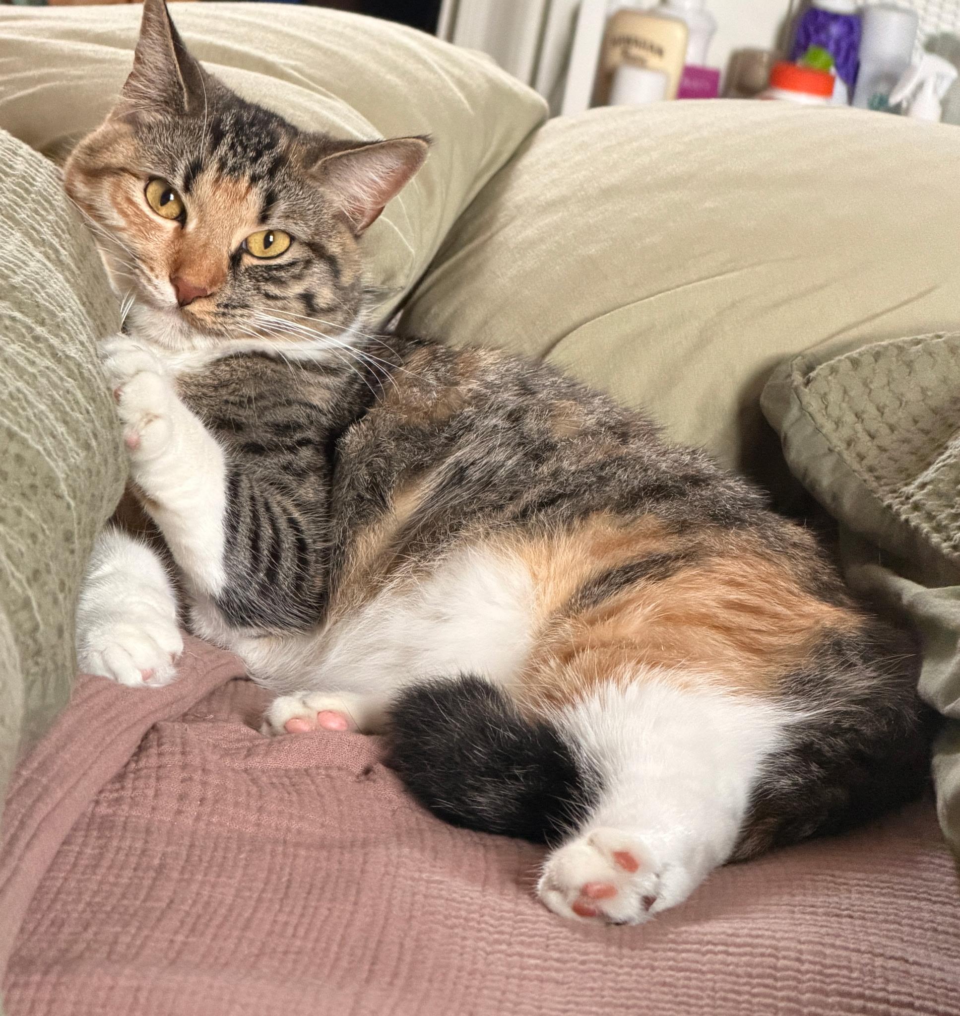 Enlarge Daisy, a Adoptable Domestic Short Hair in East Hanover, NJ image 2/2