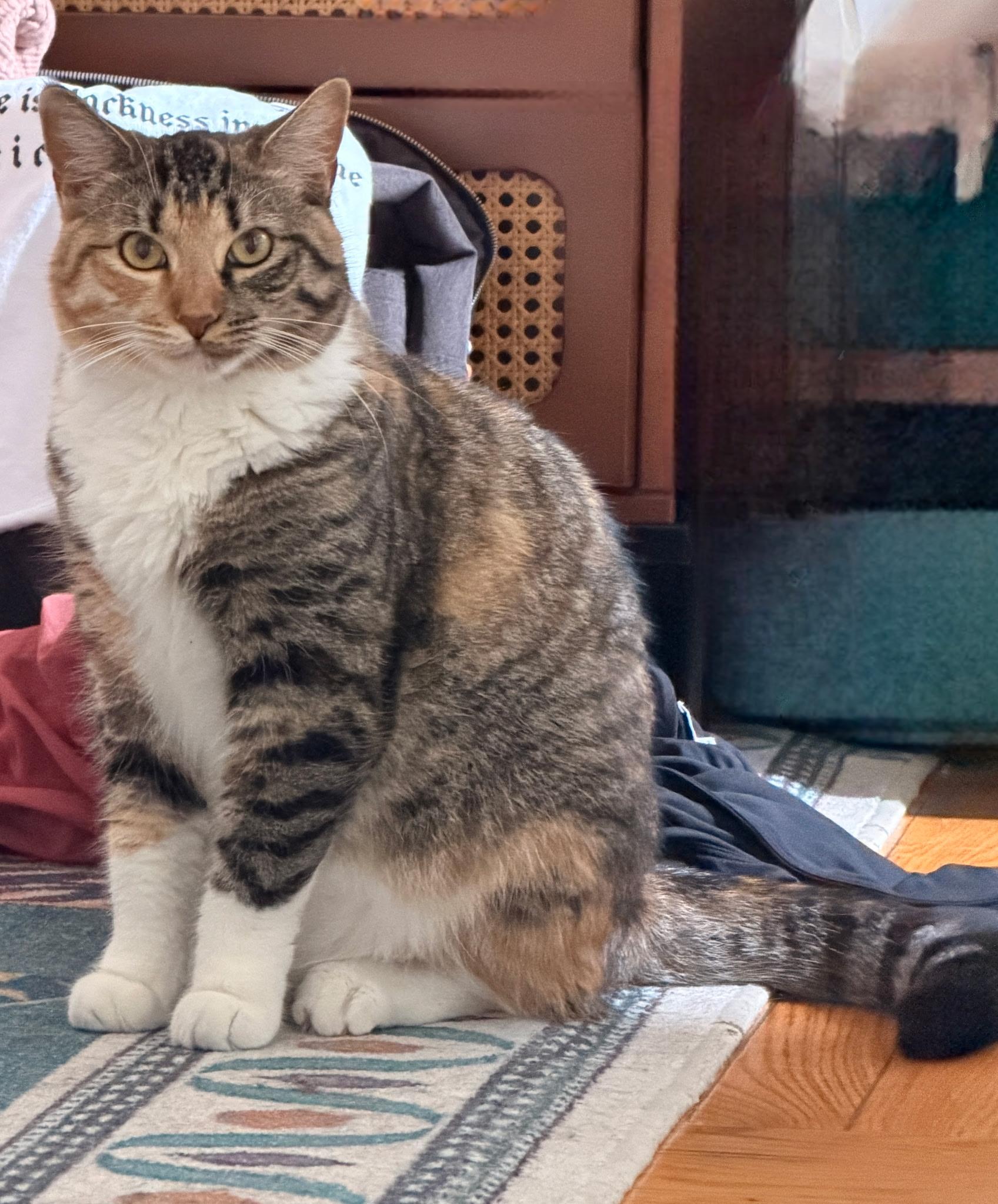 Daisy, Adoptable, Kitten Female Domestic Short Hair.