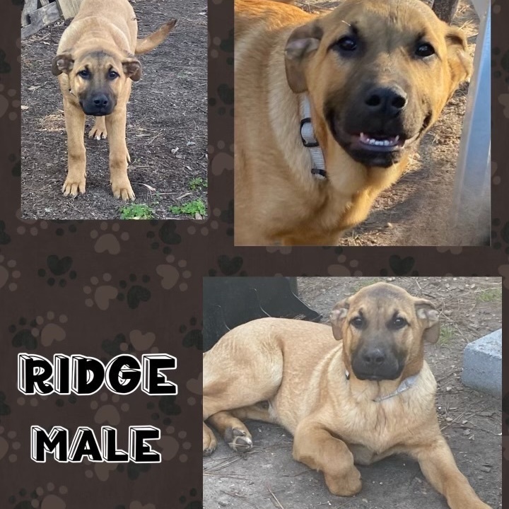 Ridge, an adopted Shepherd Mix in Manchester, CT_image-1