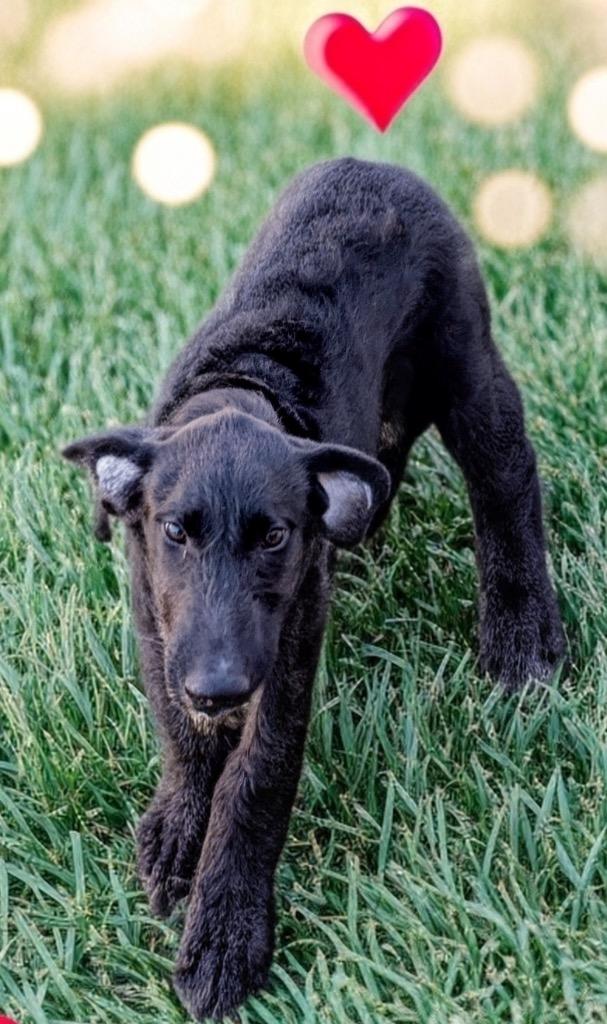 Gravy-6 Mo Puppy!, Adoptable, Puppy Male Scottish Terrier & Irish Wolfhound.