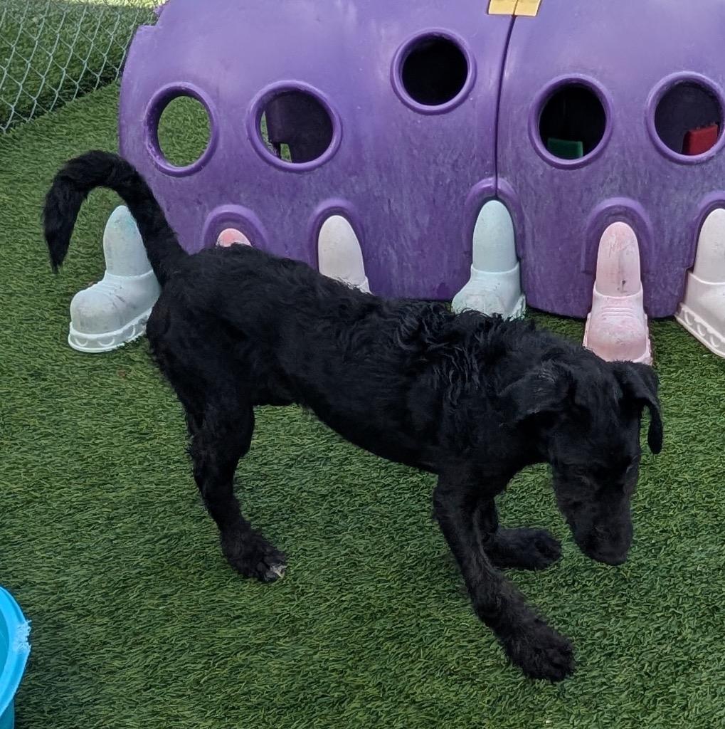 Enlarge Gravy-6 Mo Puppy!, a Adoptable mixed breed in Fort Myers, FL image 1/1