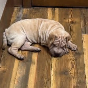 Enlarge S'MORES, a ADOPTABLE Shar-Pei in Palm Bay, FL image 3/6