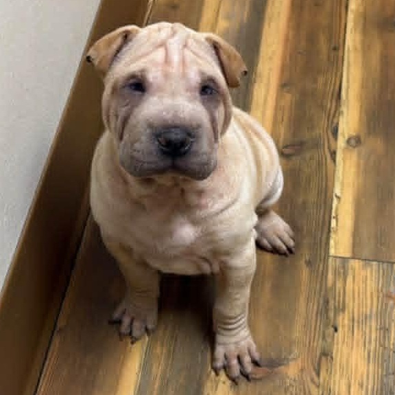 Enlarge S'MORES, a ADOPTABLE Shar-Pei in Palm Bay, FL image 5/6