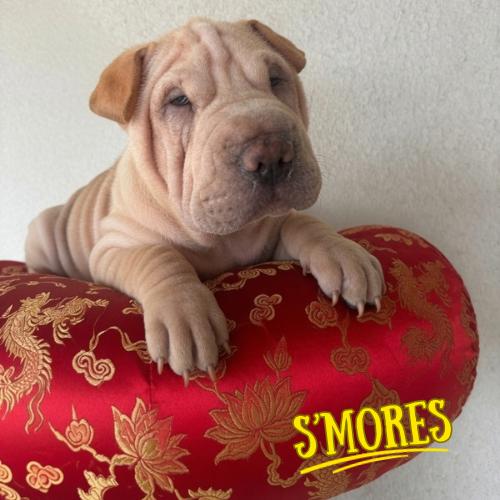 S'MORES, ADOPTABLE, Puppy Male Shar-Pei.