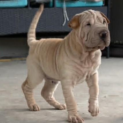 Enlarge S'MORES, a ADOPTABLE Shar-Pei in Palm Bay, FL image 4/6