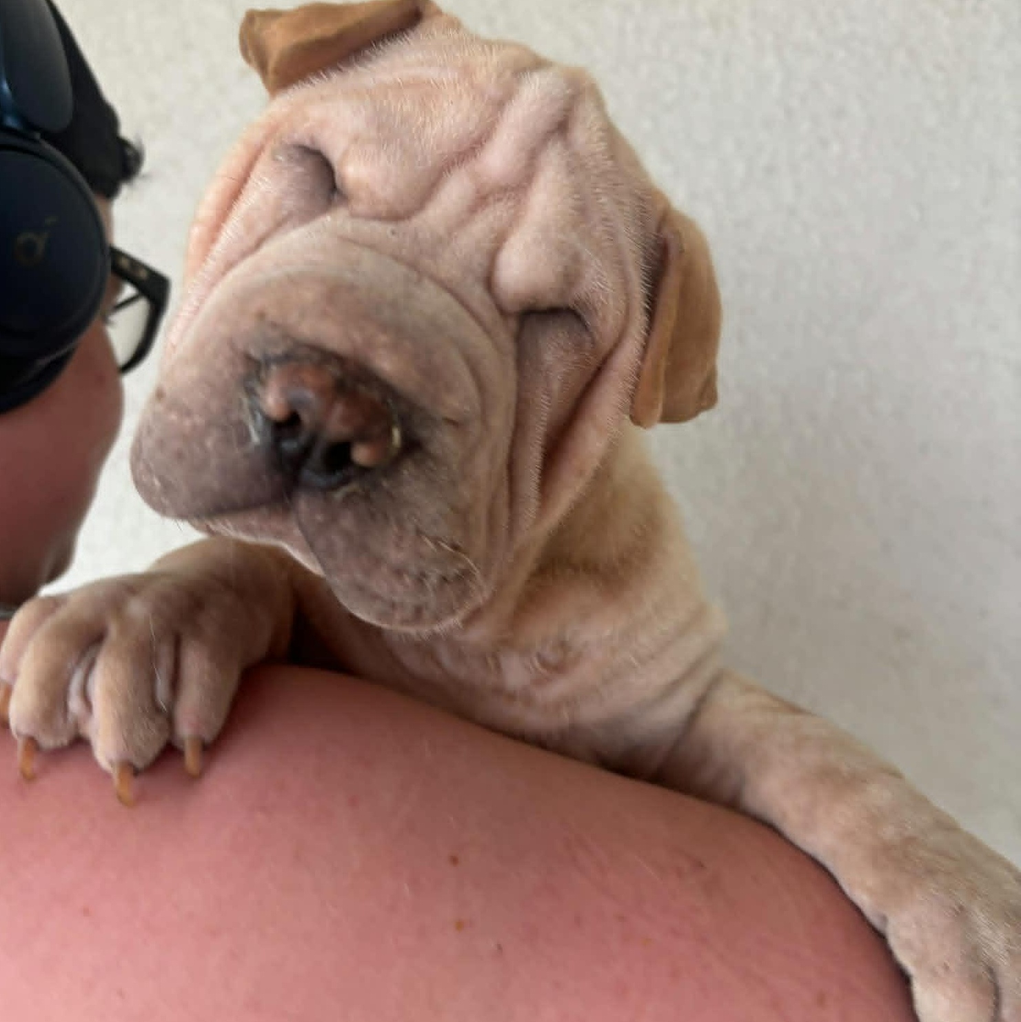 Enlarge S'MORES, a ADOPTABLE Shar-Pei in Palm Bay, FL image 2/6