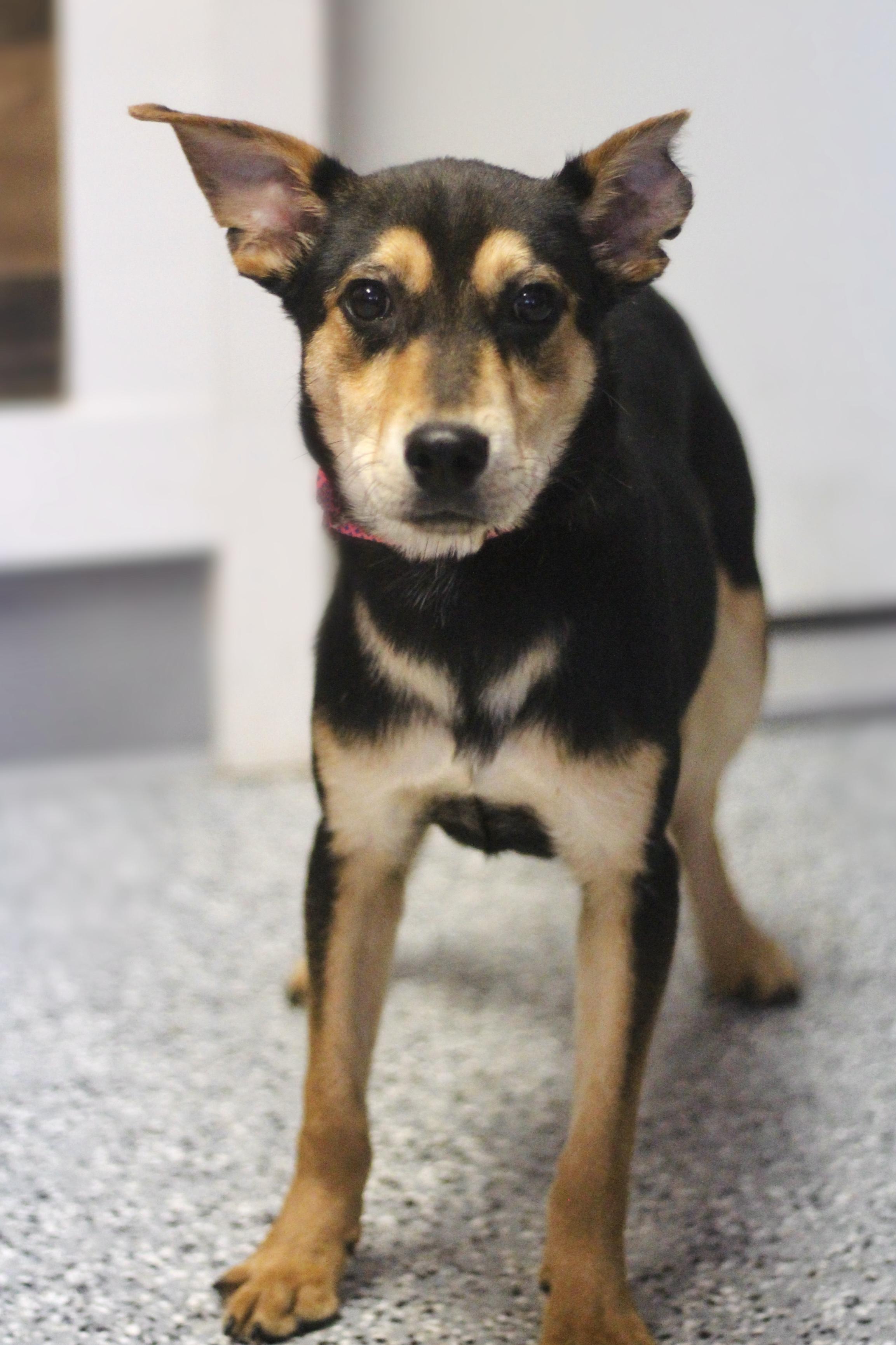 Arjo in NH! Come Meet our Adoptable Dogs Wednesday-Saturday. More info in Bio! , ADOPTABLE, Young Male Miniature Pinscher.