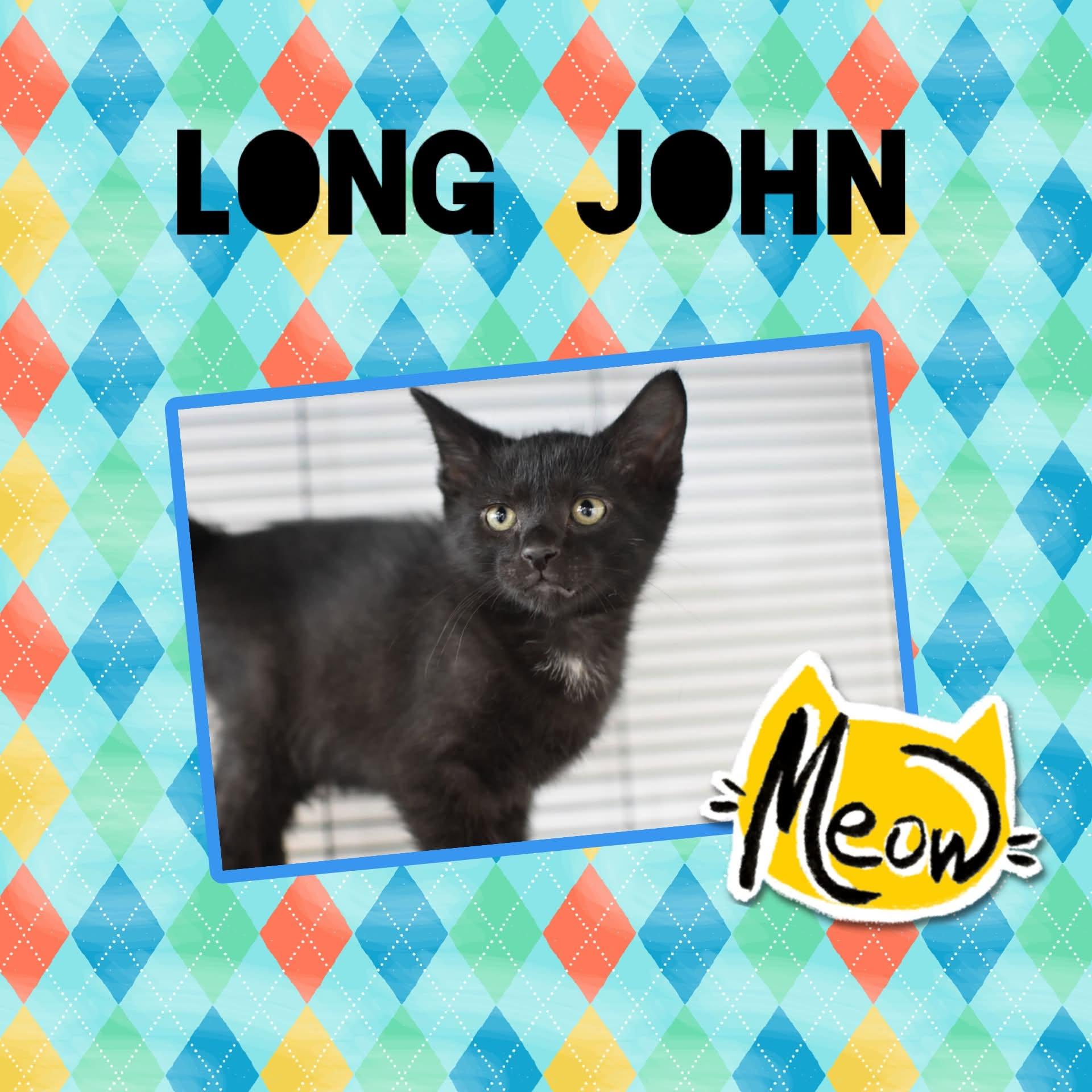 Long John, ADOPTABLE, Kitten Male Domestic Short Hair.