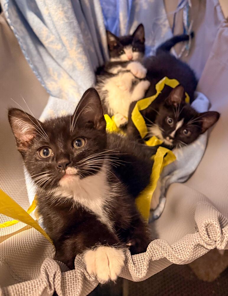 Lock, a Adoptable Domestic Short Hair in Duxbury, MA image 1/2