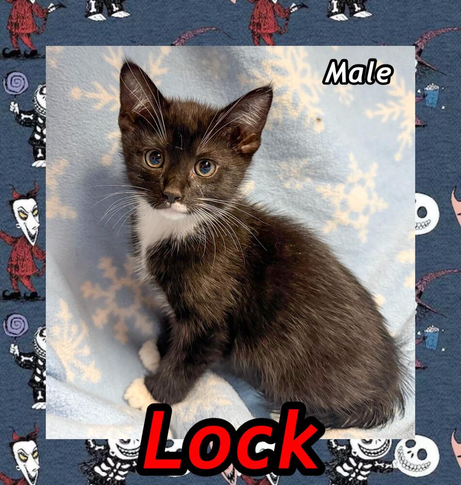 Lock, a Adoptable Domestic Short Hair in Duxbury, MA image 2/2