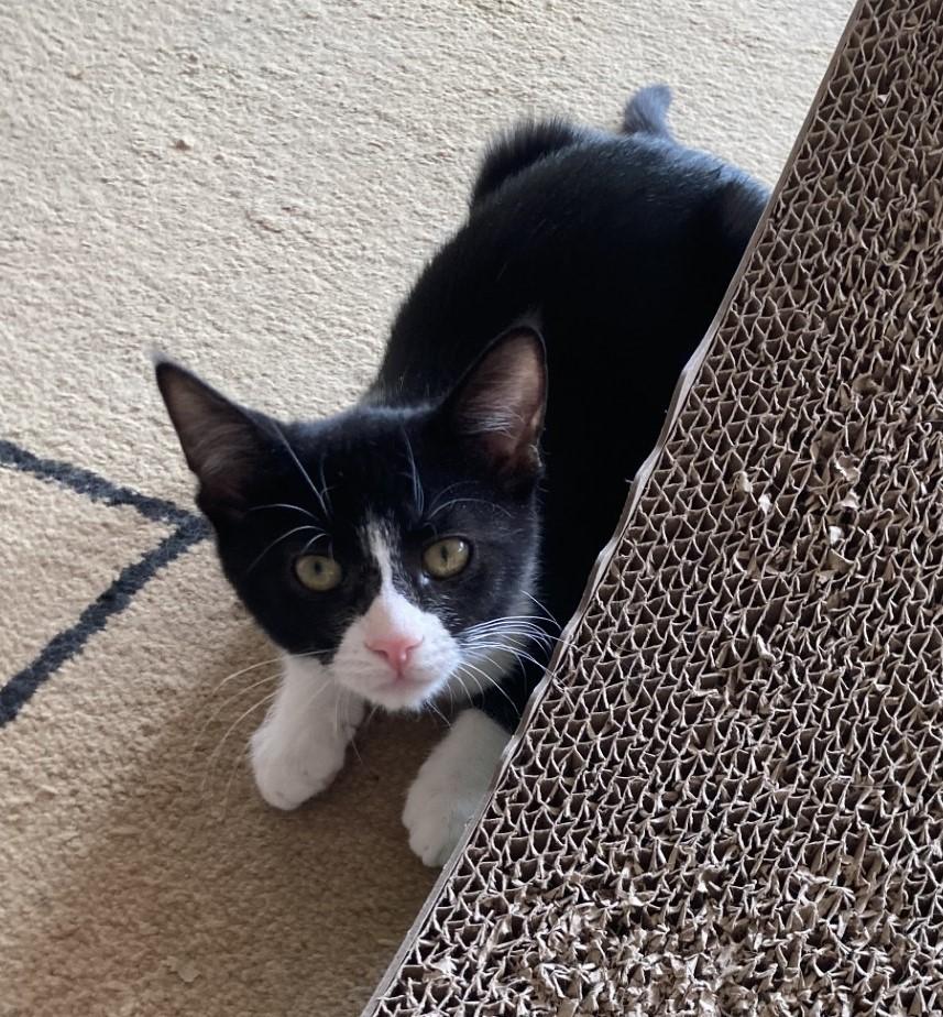 Marc, a Adoptable American Shorthair in Merced, CA image 3/6