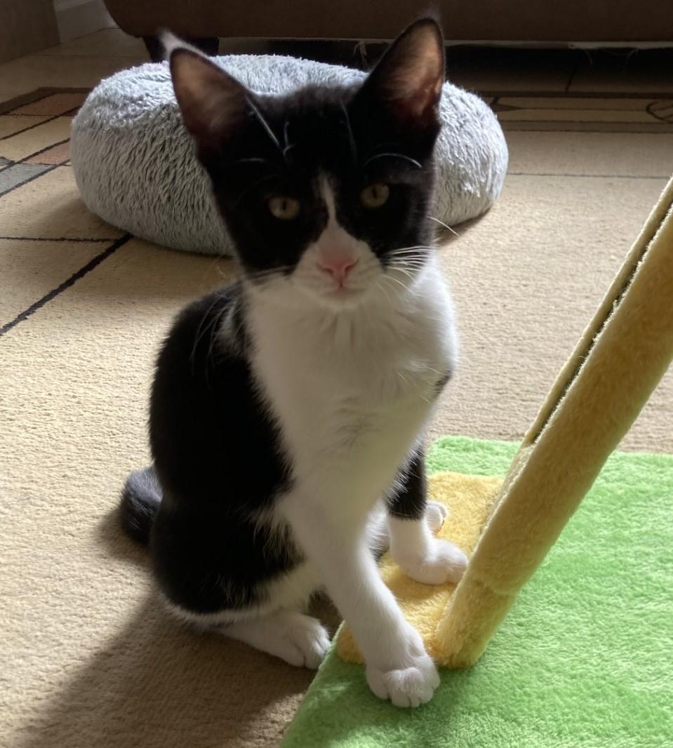 Marc, a Adoptable American Shorthair in Merced, CA image 4/6