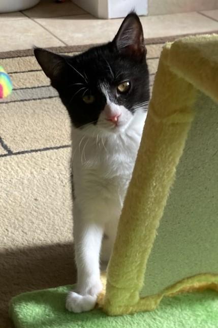 Marc, Adoptable, Kitten Male American Shorthair.