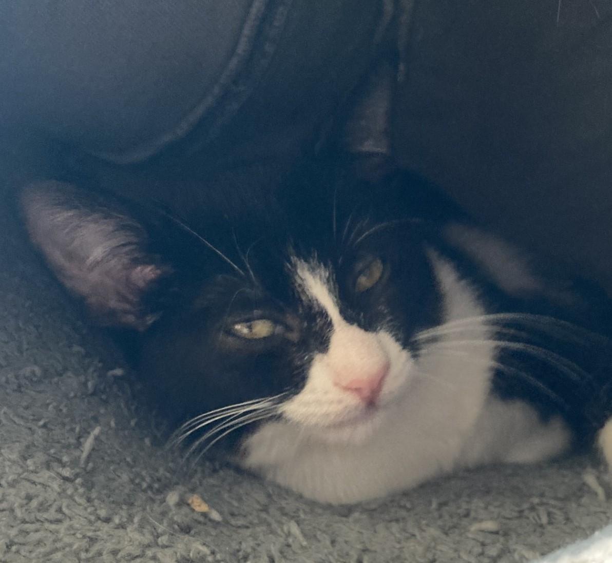 Marc, a Adoptable American Shorthair in Merced, CA image 5/6