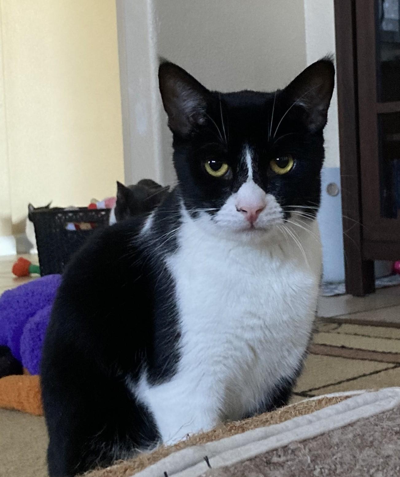 Marc, a Adoptable American Shorthair in Merced, CA image 1/6