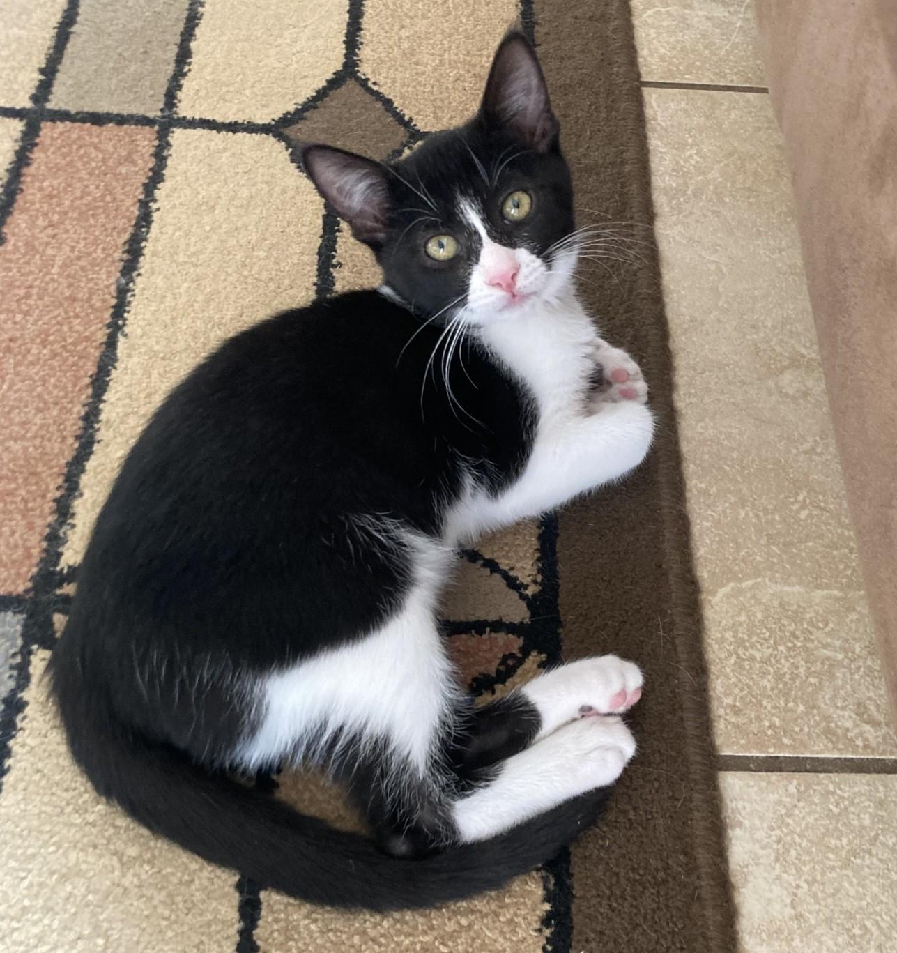 Marc, a Adoptable American Shorthair in Merced, CA image 2/6