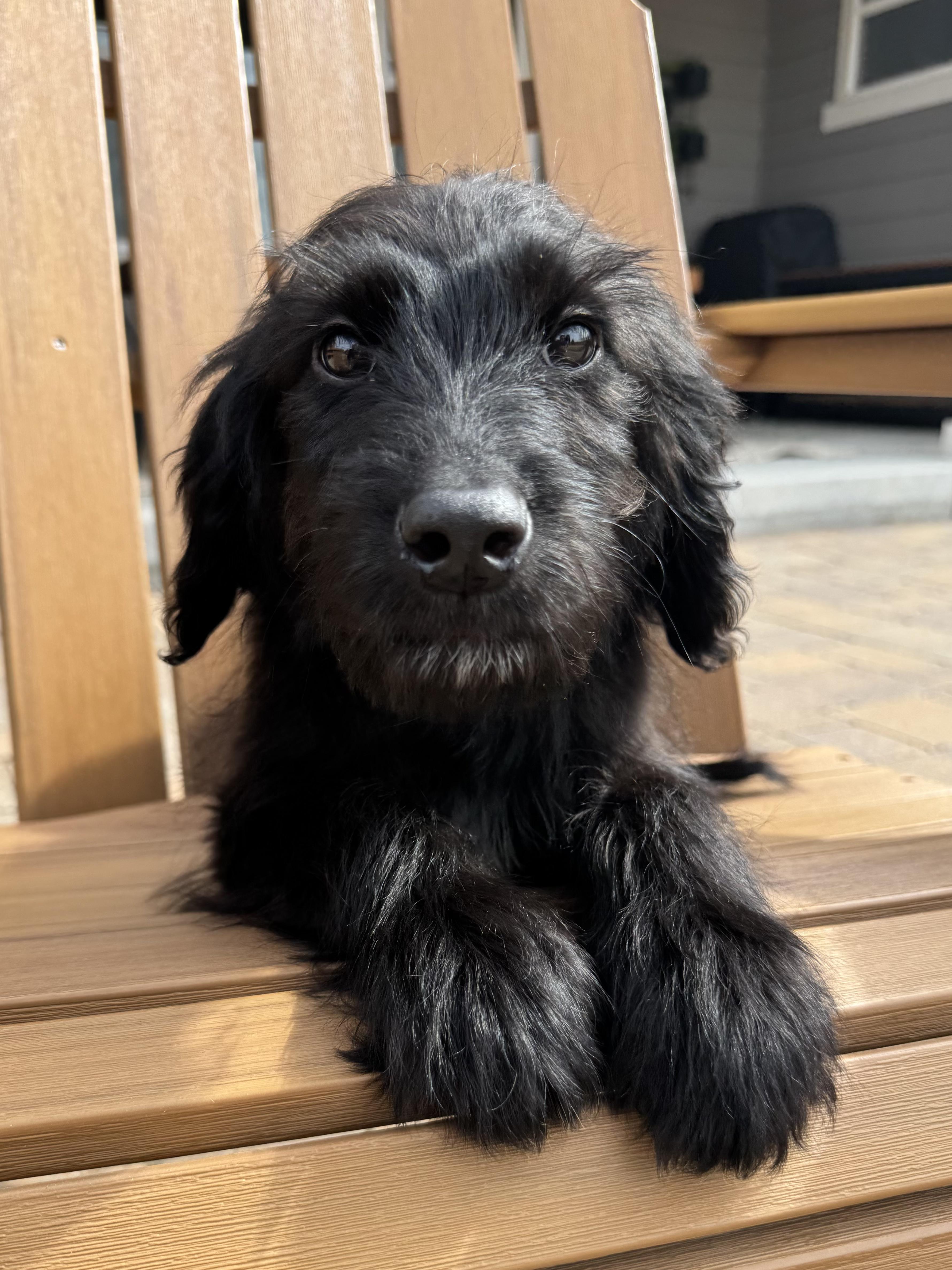 Enlarge Kyle, an adopted mixed breed in Fort Collins, CO image 5/5