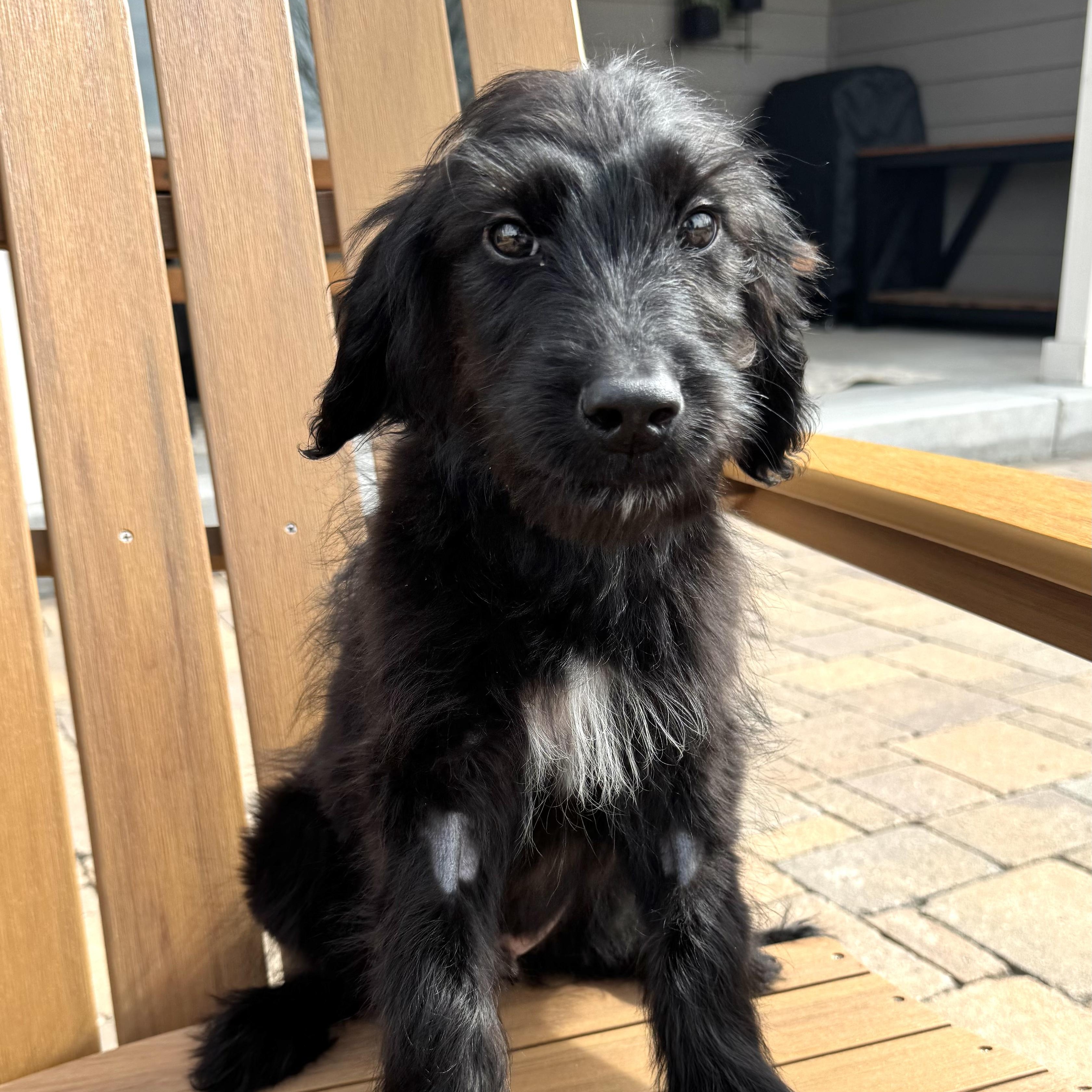 Kyle, adopted, Puppy Male Poodle & Shepherd.
