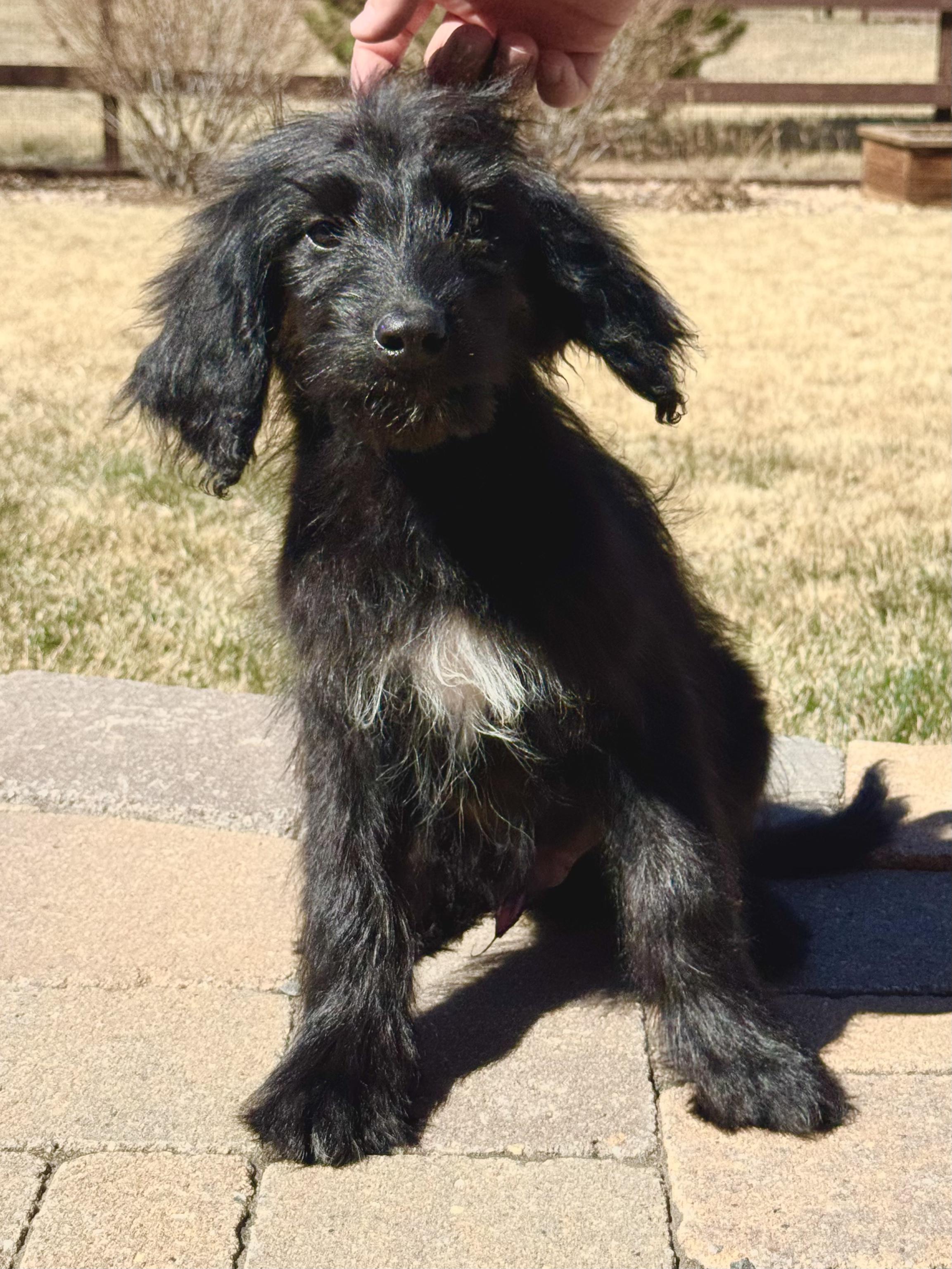 Enlarge Kyle, an adopted mixed breed in Fort Collins, CO image 3/5