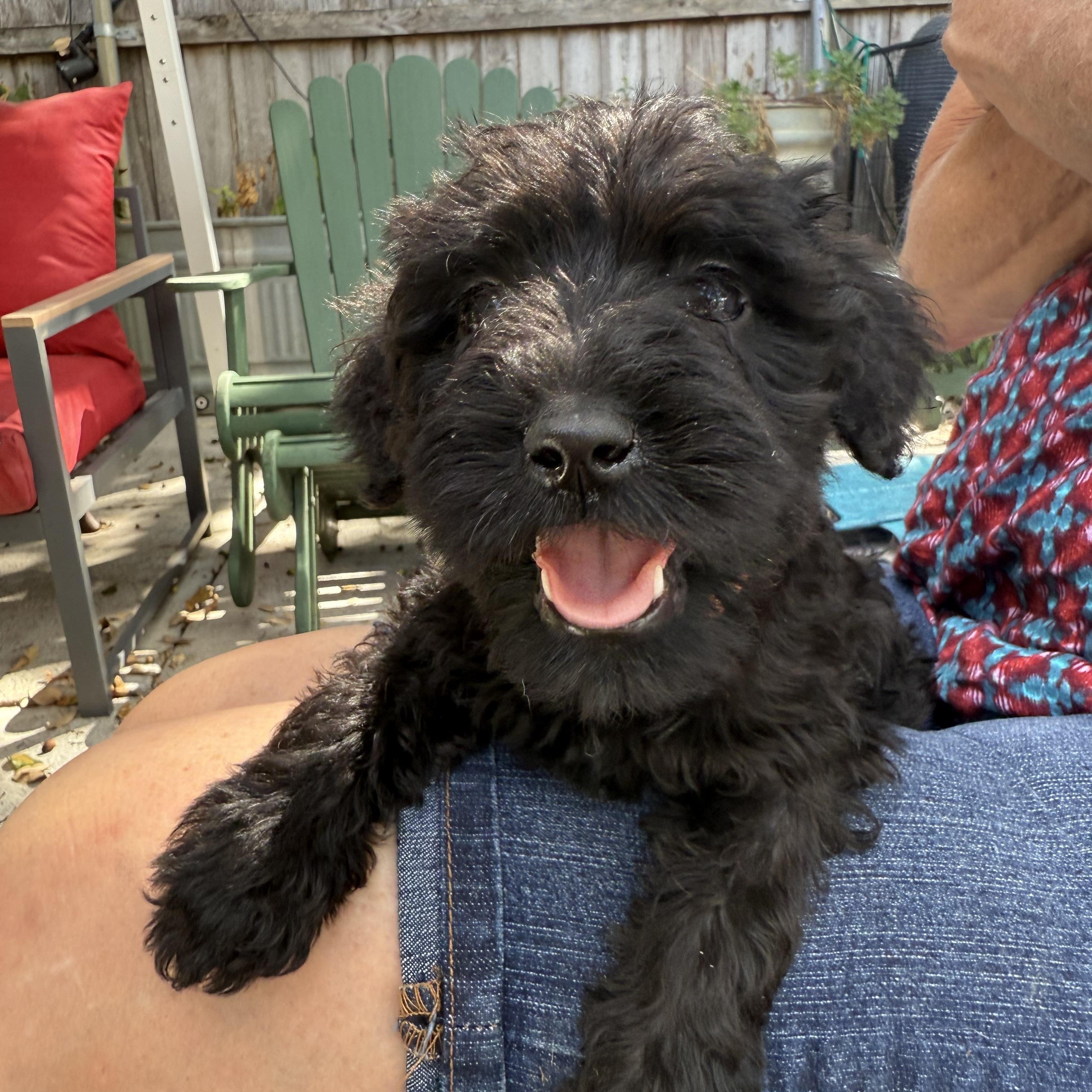 Schnoodles Seven- 4 girls 3 boys, an adoptable Schnoodle in Lockhart, TX, 78644 | Photo Image 1