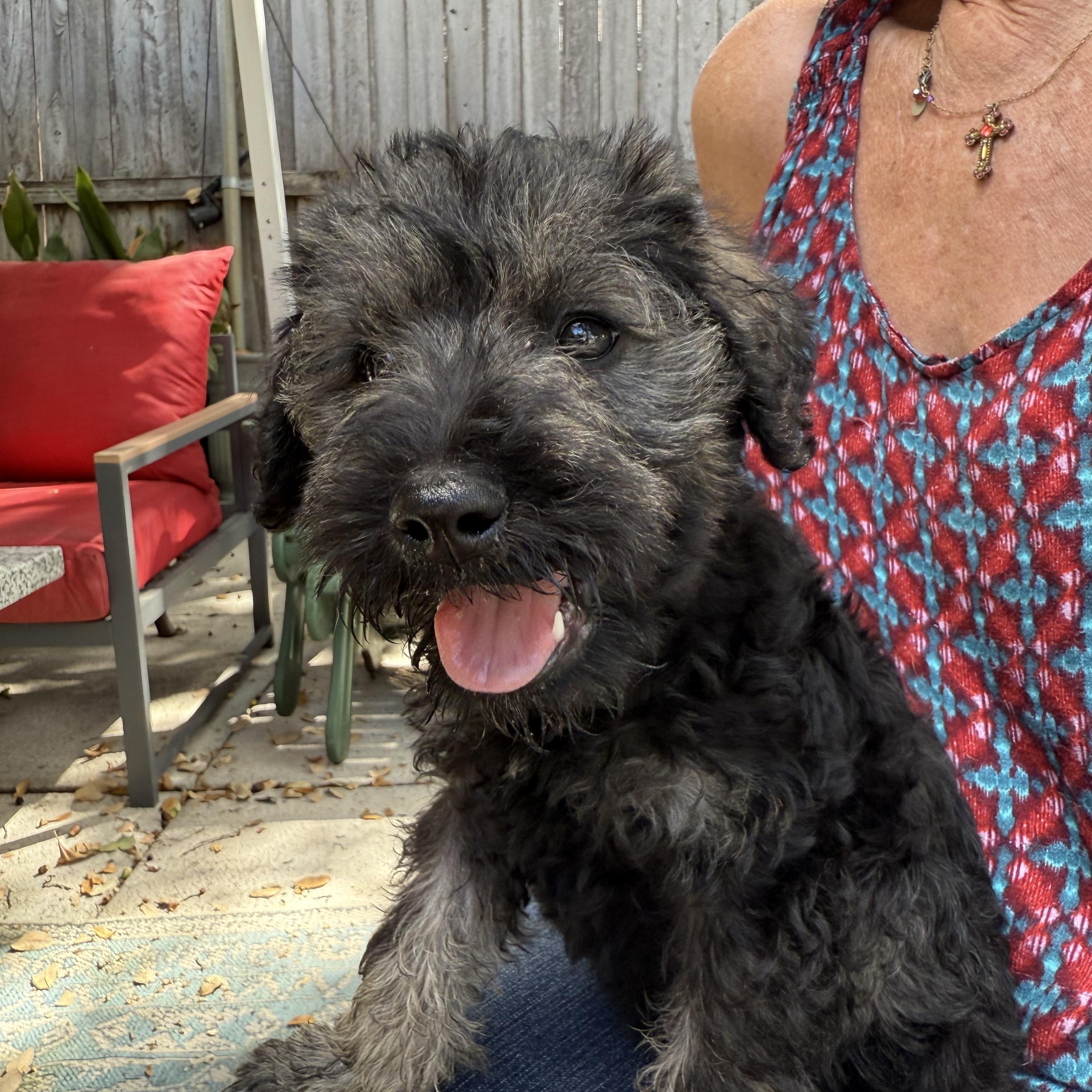 Schnoodles Seven- 4 girls 3 boys, an adoptable Schnoodle in Lockhart, TX, 78644 | Photo Image 5