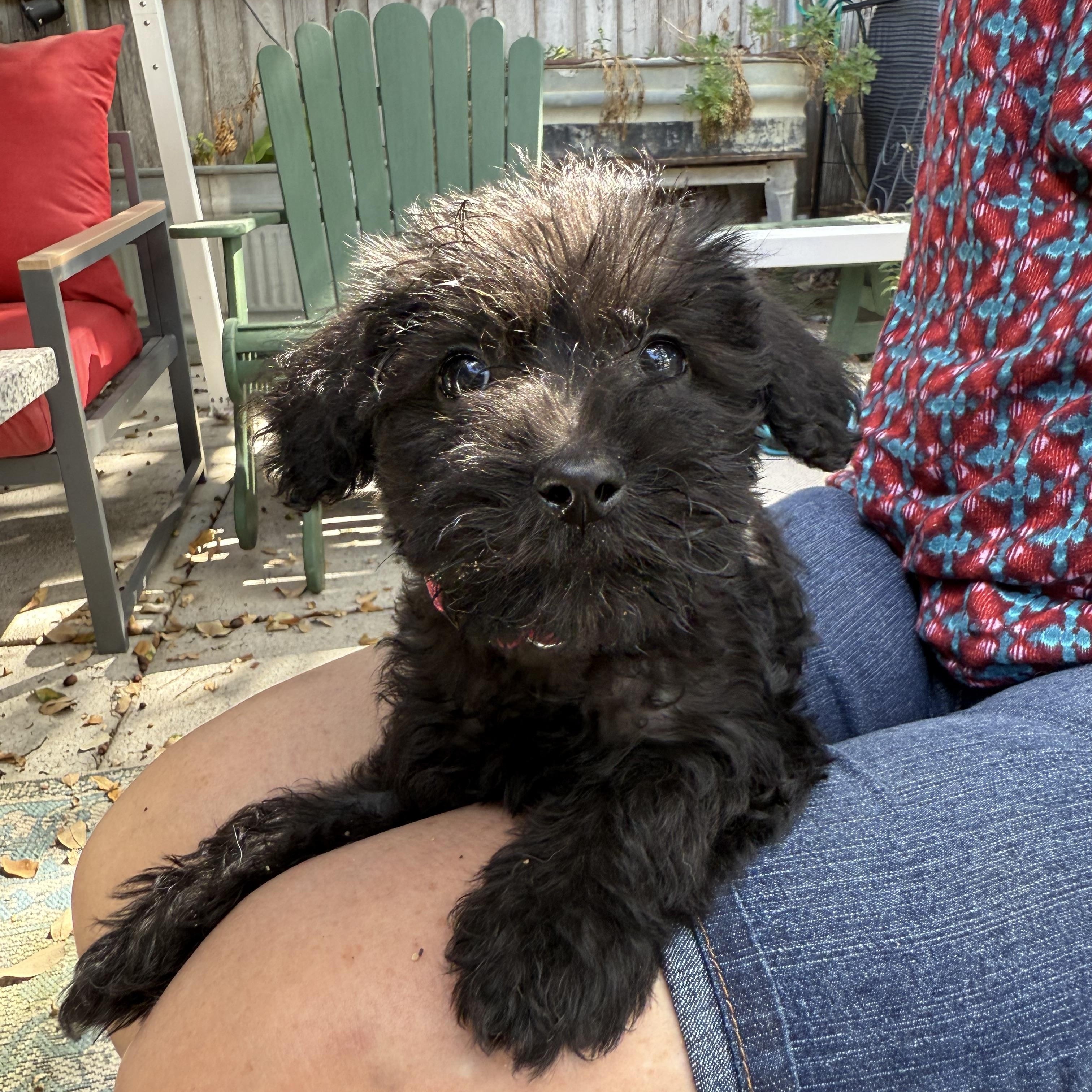 Schnoodles Seven- 4 girls 3 boys, an adoptable Schnoodle in Lockhart, TX, 78644 | Photo Image 6
