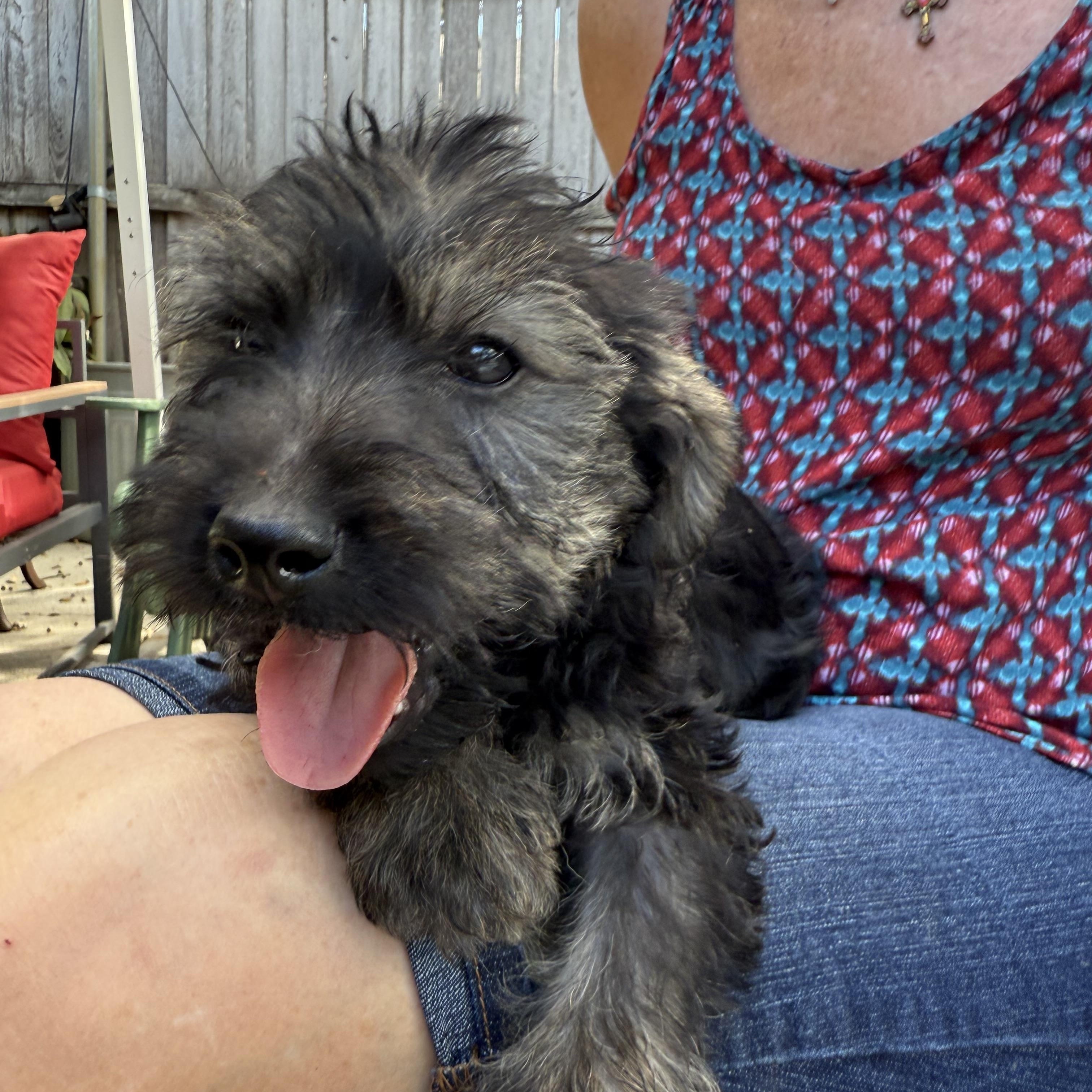 Schnoodles Seven- 4 girls 3 boys, an adoptable Schnoodle in Lockhart, TX, 78644 | Photo Image 2