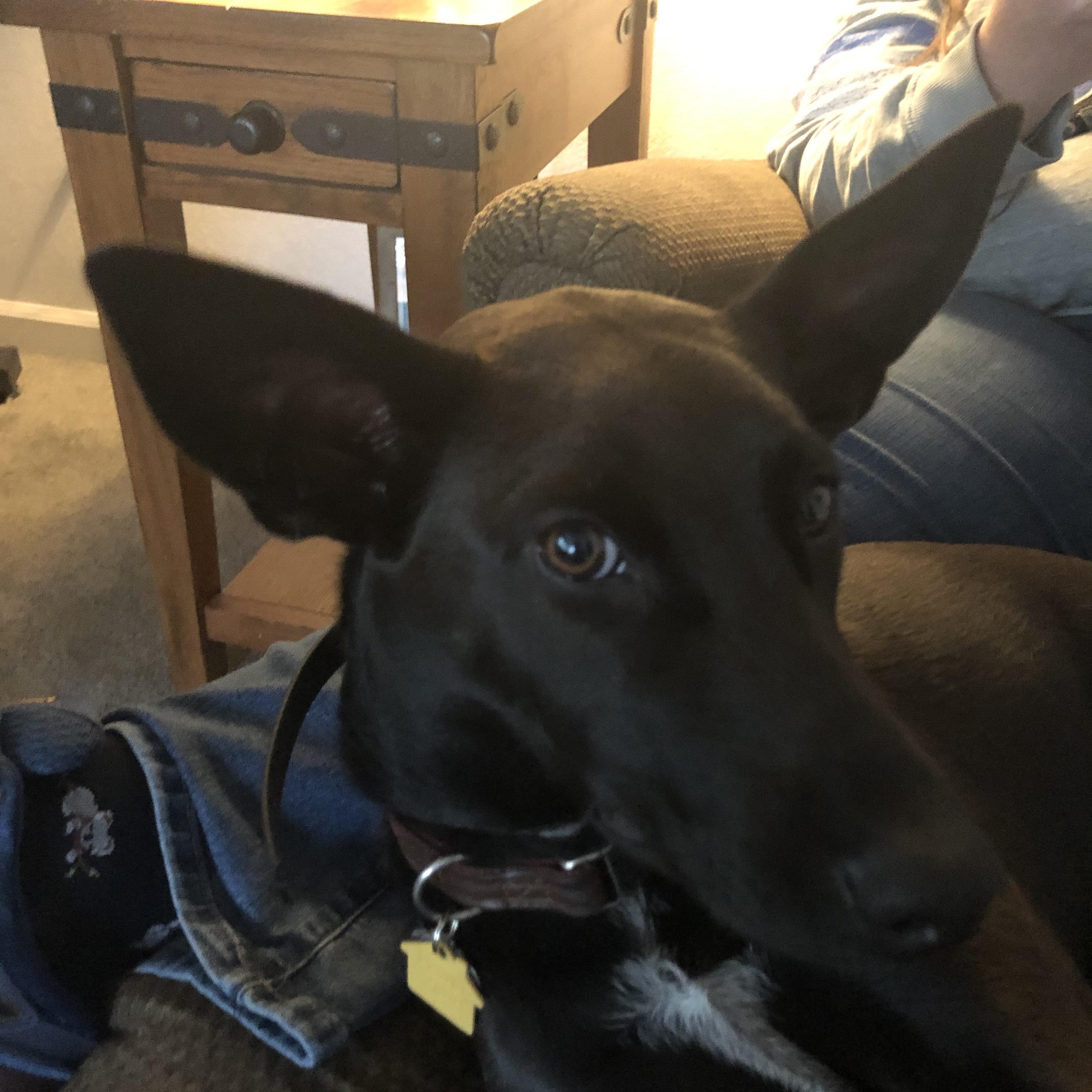 Siren, Adopted, Adult Female Australian Cattle Dog / Blue Heeler & Doberman Pinscher.