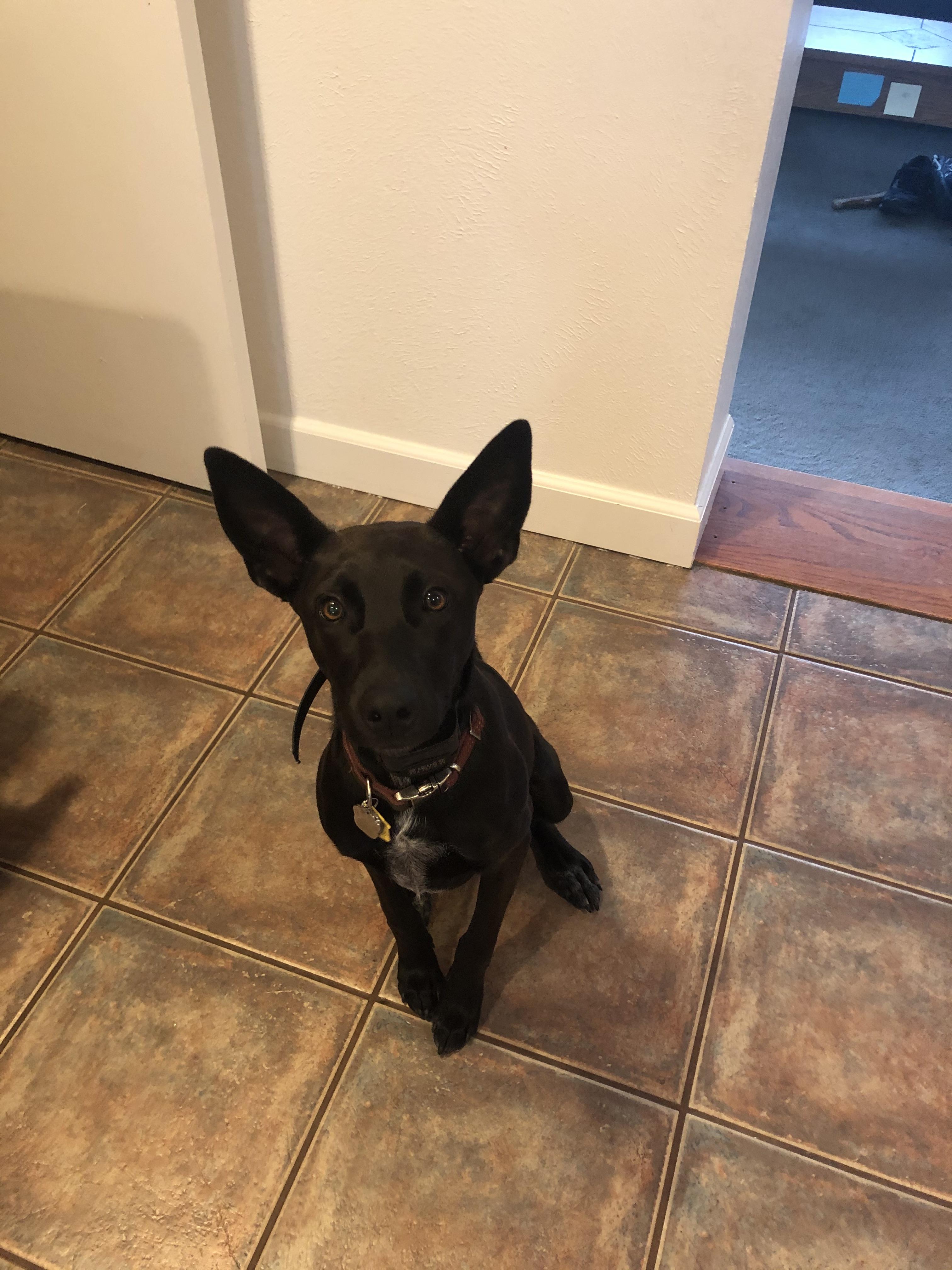 Enlarge Siren, a Adopted mixed breed in Denver, CO image 2/4