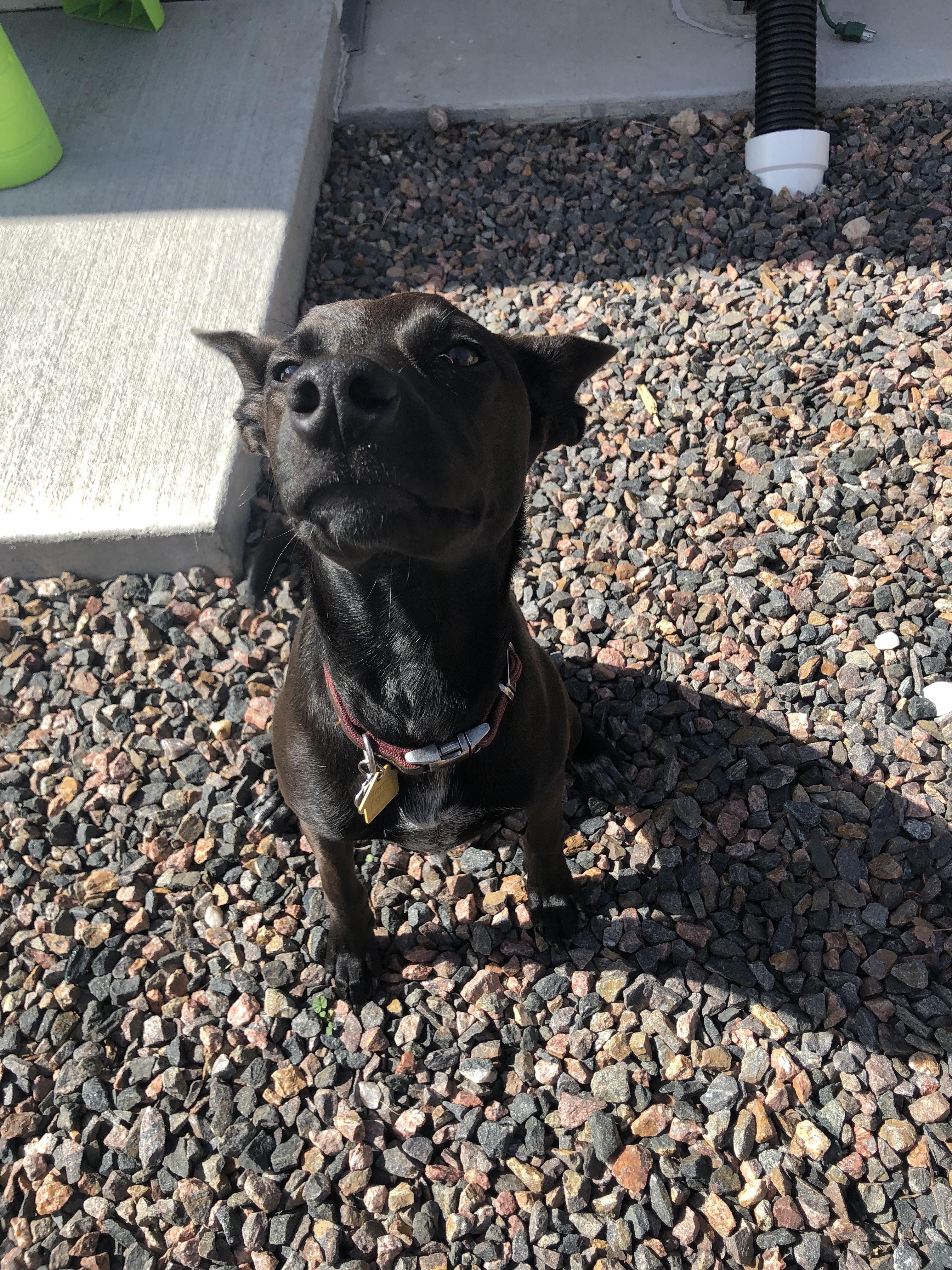 Enlarge Siren, a Adopted mixed breed in Denver, CO image 3/4