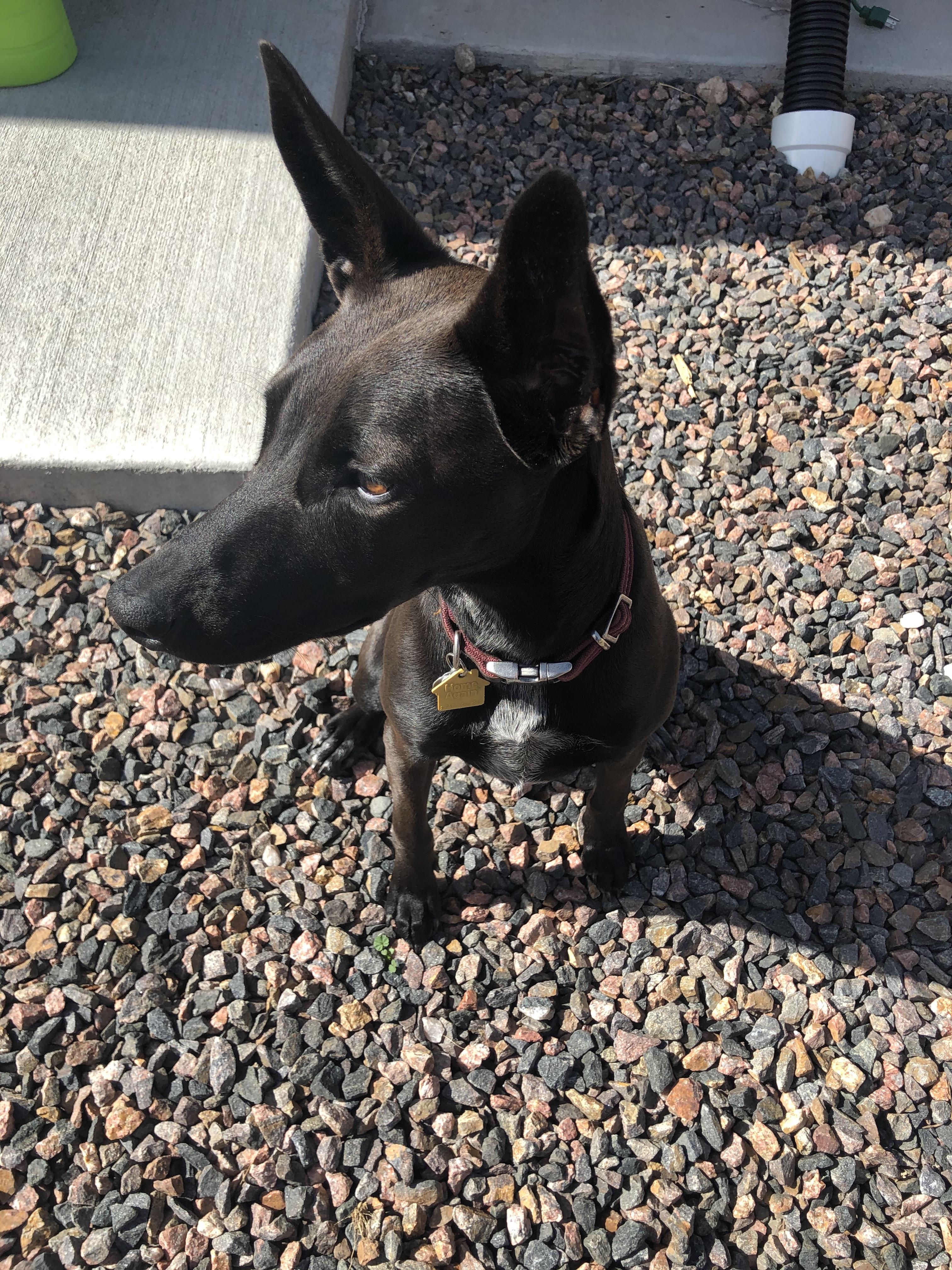 Enlarge Siren, a Adopted mixed breed in Denver, CO image 4/4