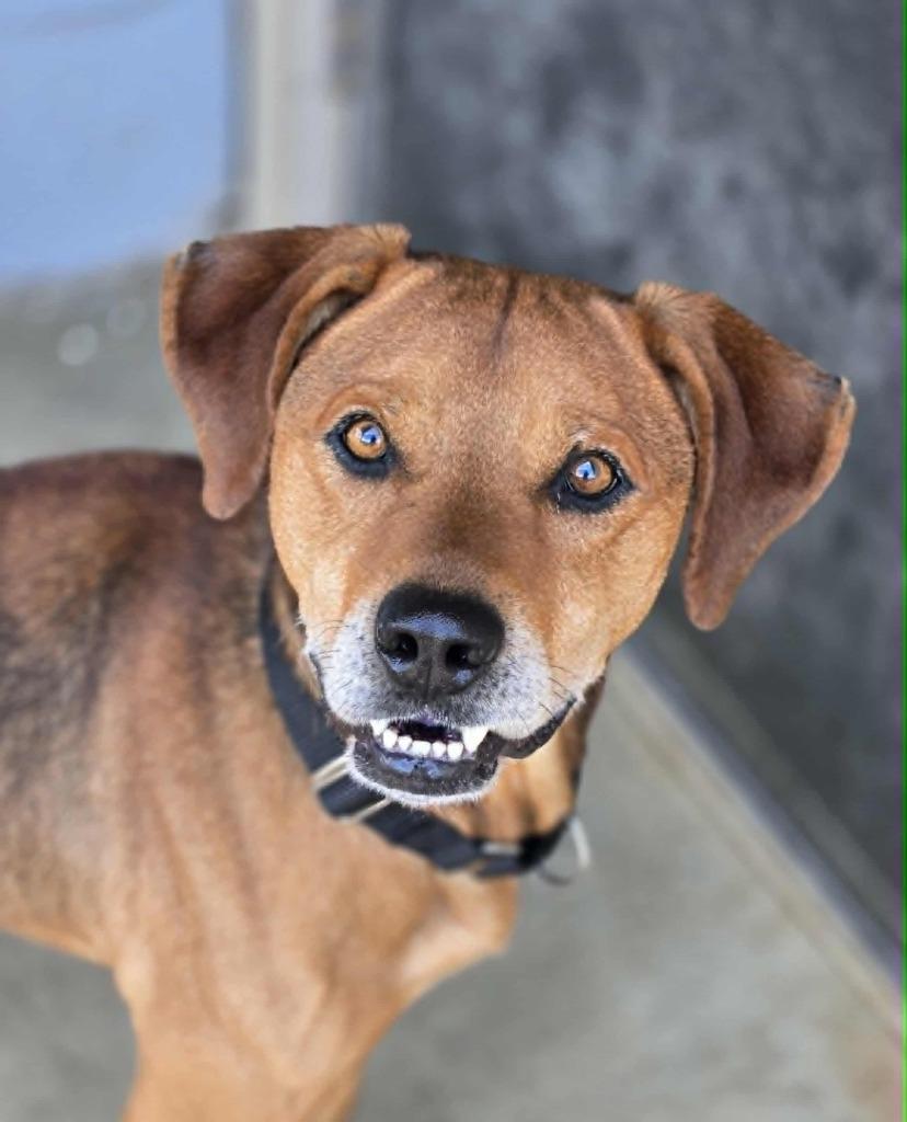 CoCo, Adopted, Adult Male Hound.